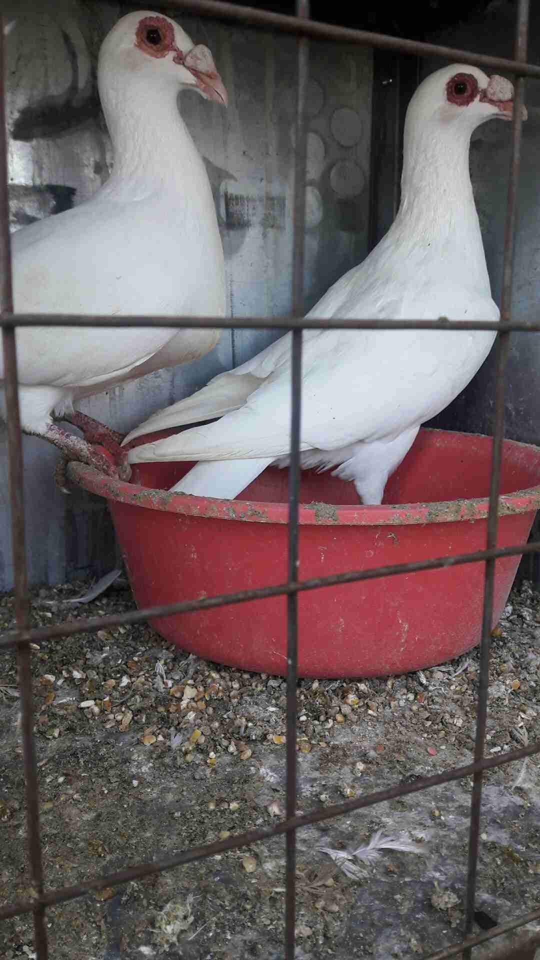 جوز بغادنة
لا تنسَ أنك شاهدت هذا الإعلان في عنكبوت
جوز بغادنة بالصلاة ع النبي موجودات بالاشرافية...