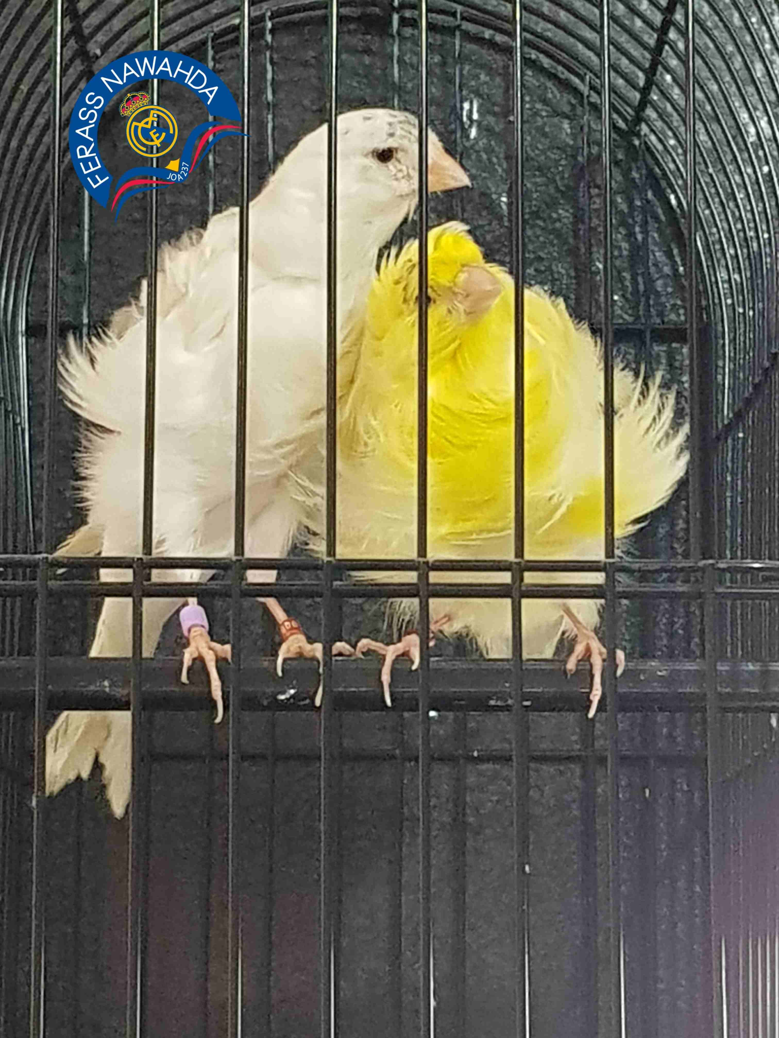 جوز كنار بادوفان
لا تنسَ أنك شاهدت هذا الإعلان في عنكبوت
بسم الله الرحمن الرحيم ...
جوز للبيع ......