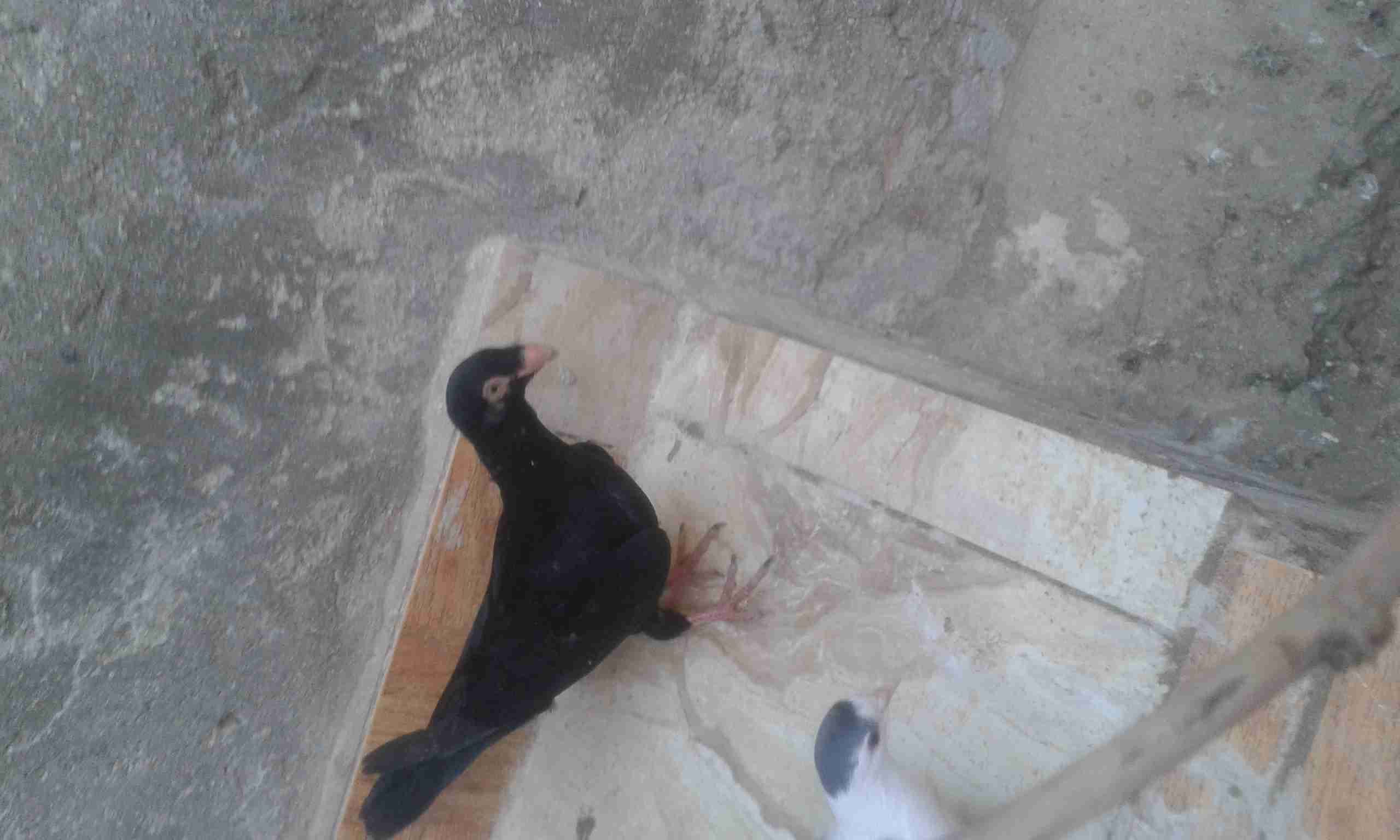 ثلث فراخ للبيع
لا تنسَ أنك شاهدت هذا الإعلان في عنكبوت
البلونيات اخوان موجودات في القويسمة حي...