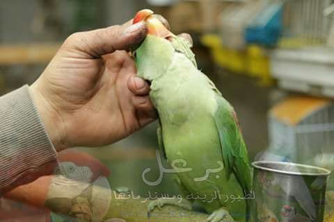 ببغاء كساندرا زق يدوي عمر 5 شهور أليف جدا بداية كلام ناديلو بيجي طيران
لا تنسَ أنك شاهدت هذا الإعلان في عنكبوت...