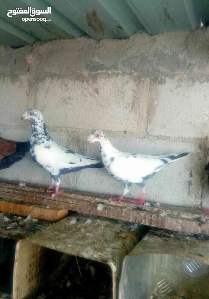 للبيع او البدل
لا تنسَ أنك شاهدت هذا الإعلان في عنكبوت
للبيع او البدل...