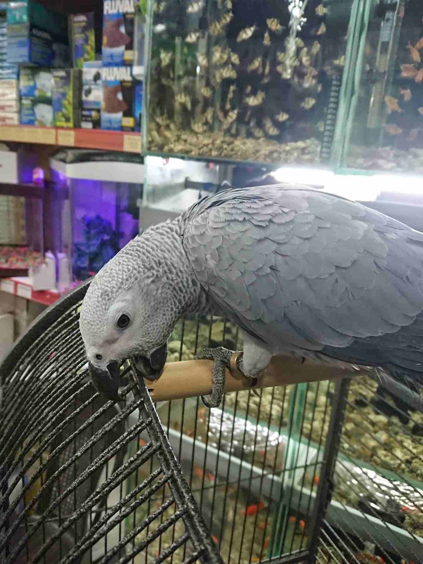فرخ كاسكو مزارع للمربين الكاسكو فرخ الحلم عين سودة حجل دهبي رأس الطير.
لا تنسَ أنك شاهدت هذا الإعلان في عنكبوت...