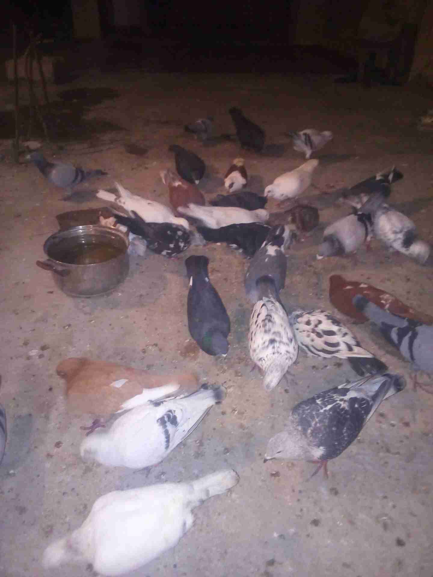 33 طير حمام ب 60دينار
لا تنسَ أنك شاهدت هذا الإعلان في عنكبوت
33 طير حمام ب 60 دينار للبيع 07...
