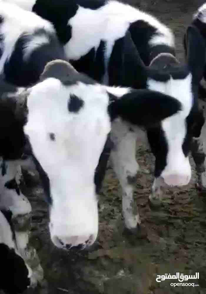 عجول بصلاة ع نبي العجل ب 600
لا تنسَ أنك شاهدت هذا الإعلان في عنكبوت
العجل عمر 6 شهور...