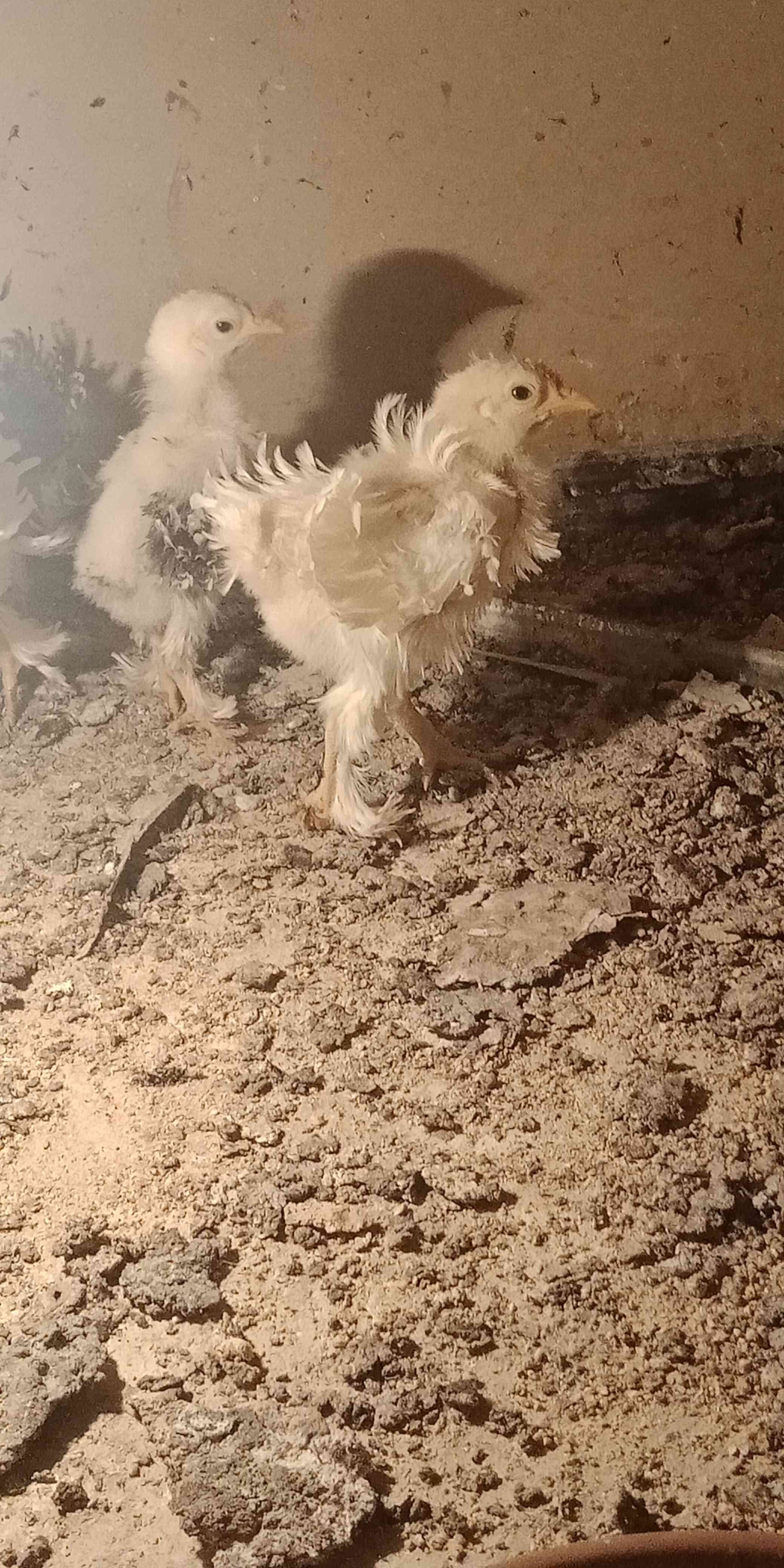 123456
لا تنسَ أنك شاهدت هذا الإعلان في عنكبوت
فراخ دجاج عمر شهرين...