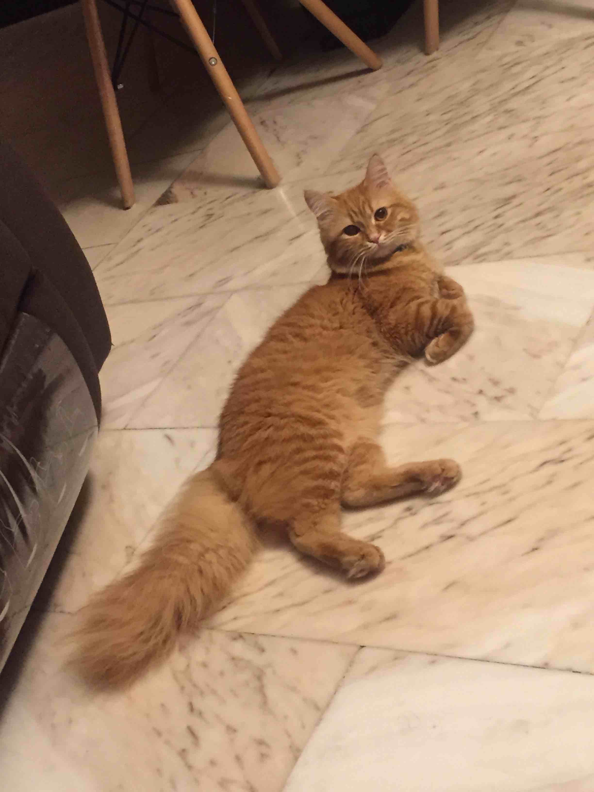 شيرازي ذكر اشقر مجانا اليوم
لا تنسَ أنك شاهدت هذا الإعلان في عنكبوت
بُحاجة للزواج مجانا
صحة...
