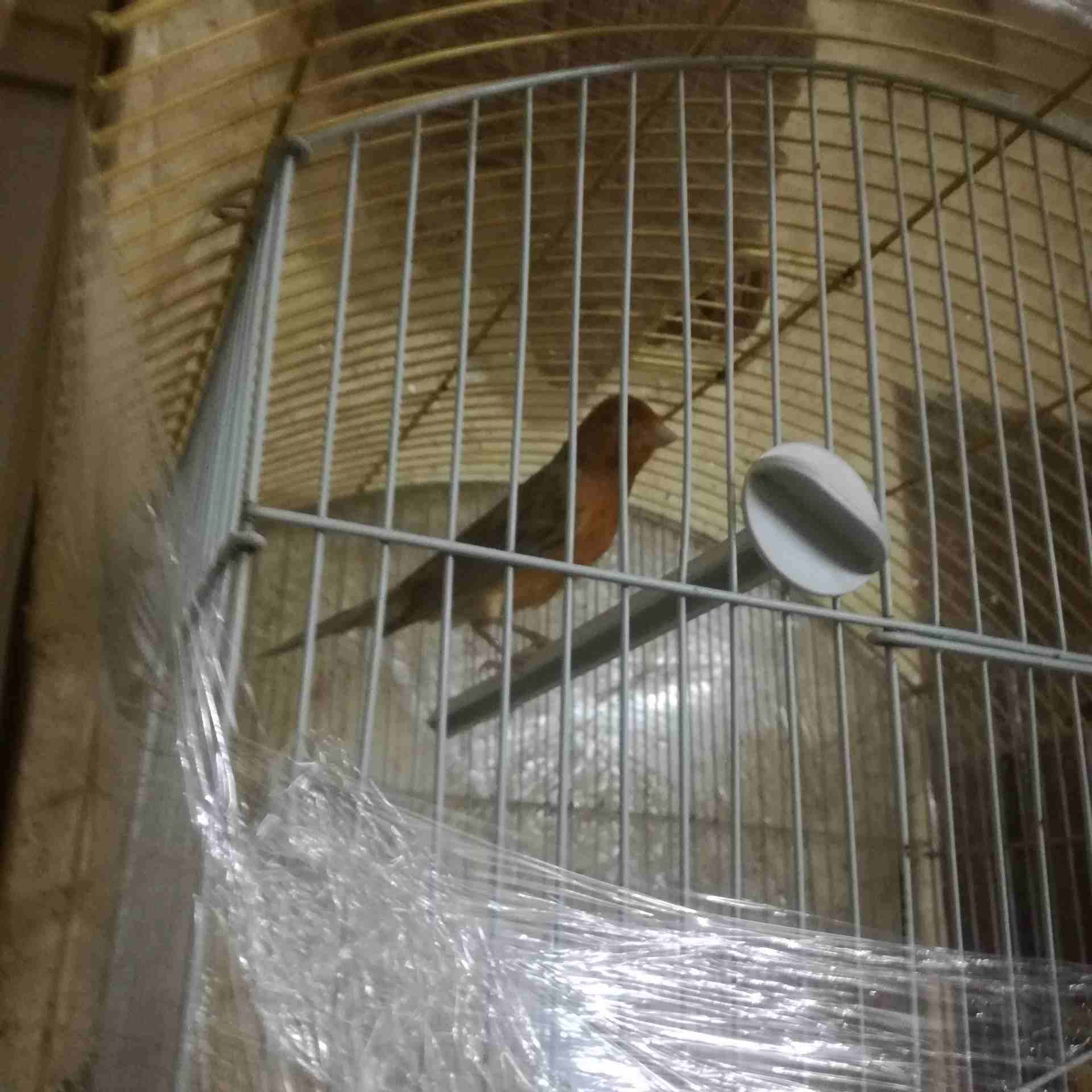 فحل موردي للبيع _ عوجان _ الجبل الشمالي
لا تنسَ أنك شاهدت هذا الإعلان في عنكبوت
فحل موردي زي النا...