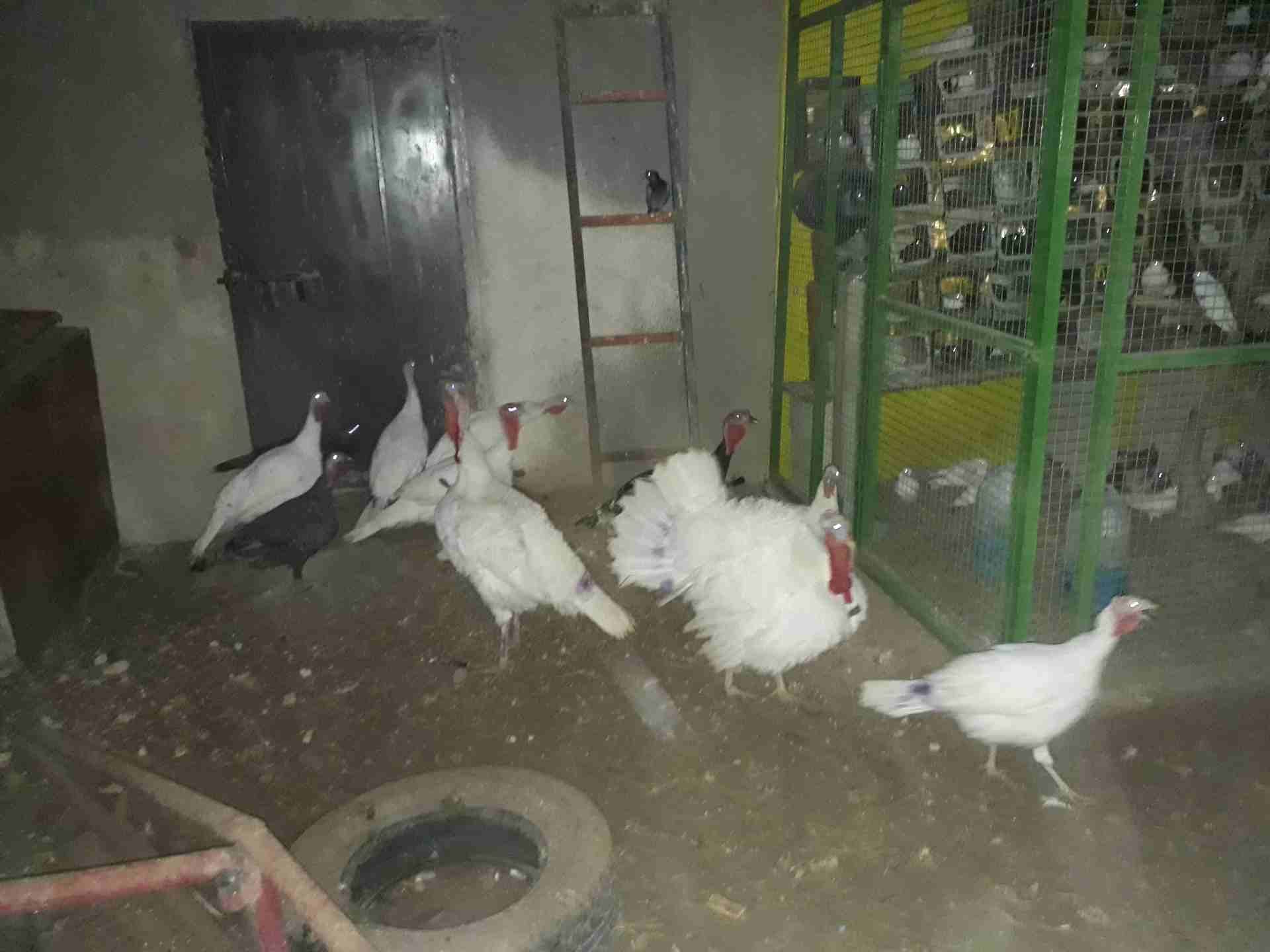 كوم حبش للبيع عمان كوم كامل 4 ذكور 10 انثي
لا تنسَ أنك شاهدت هذا الإعلان في عنكبوت
عمان 079985405...