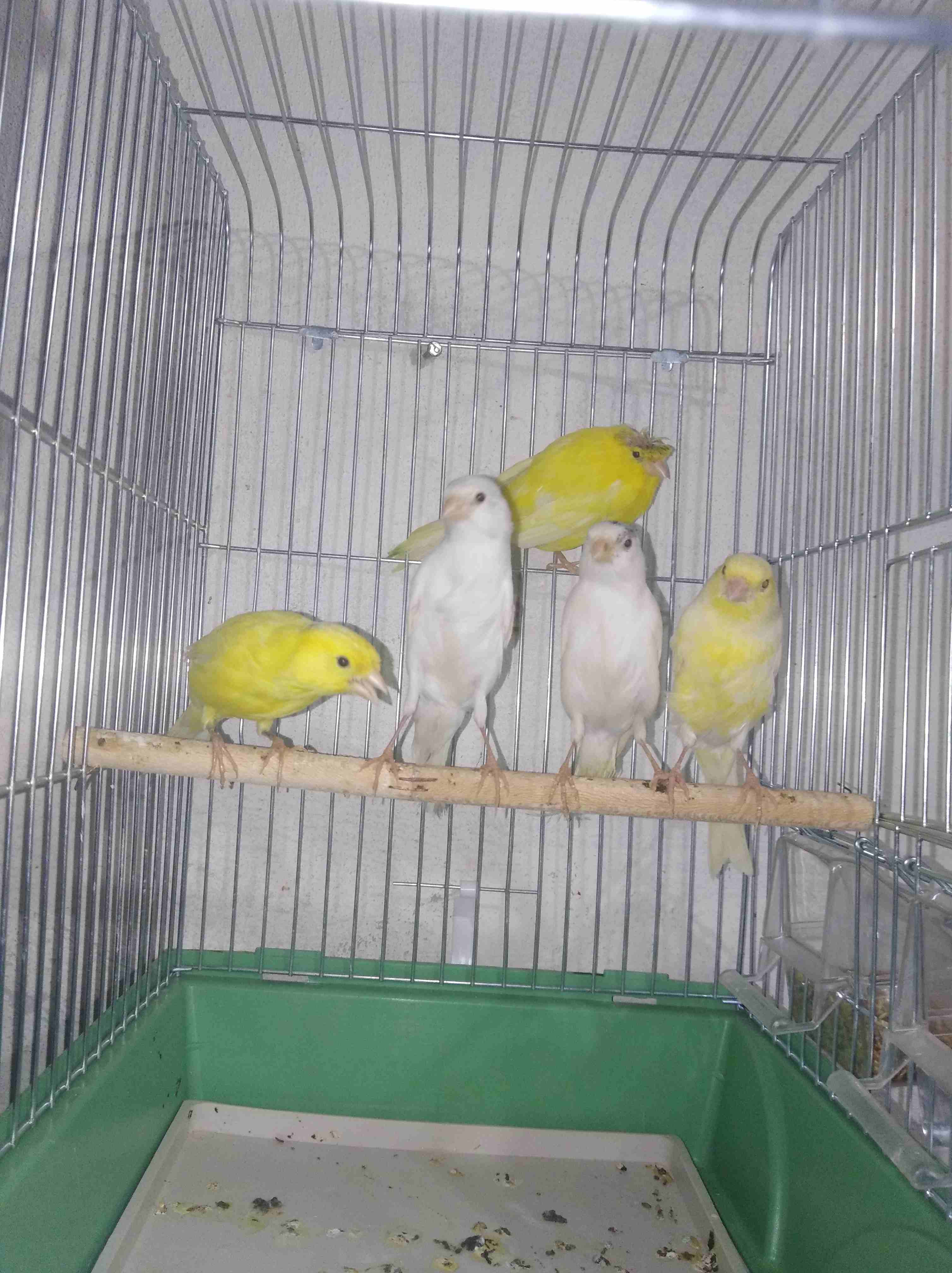 5 طوير كنارات 2 بيض و3 ليمونيات طوير مااااادات للبيع
لا تنسَ أنك شاهدت هذا الإعلان في عنكبوت
بسم...