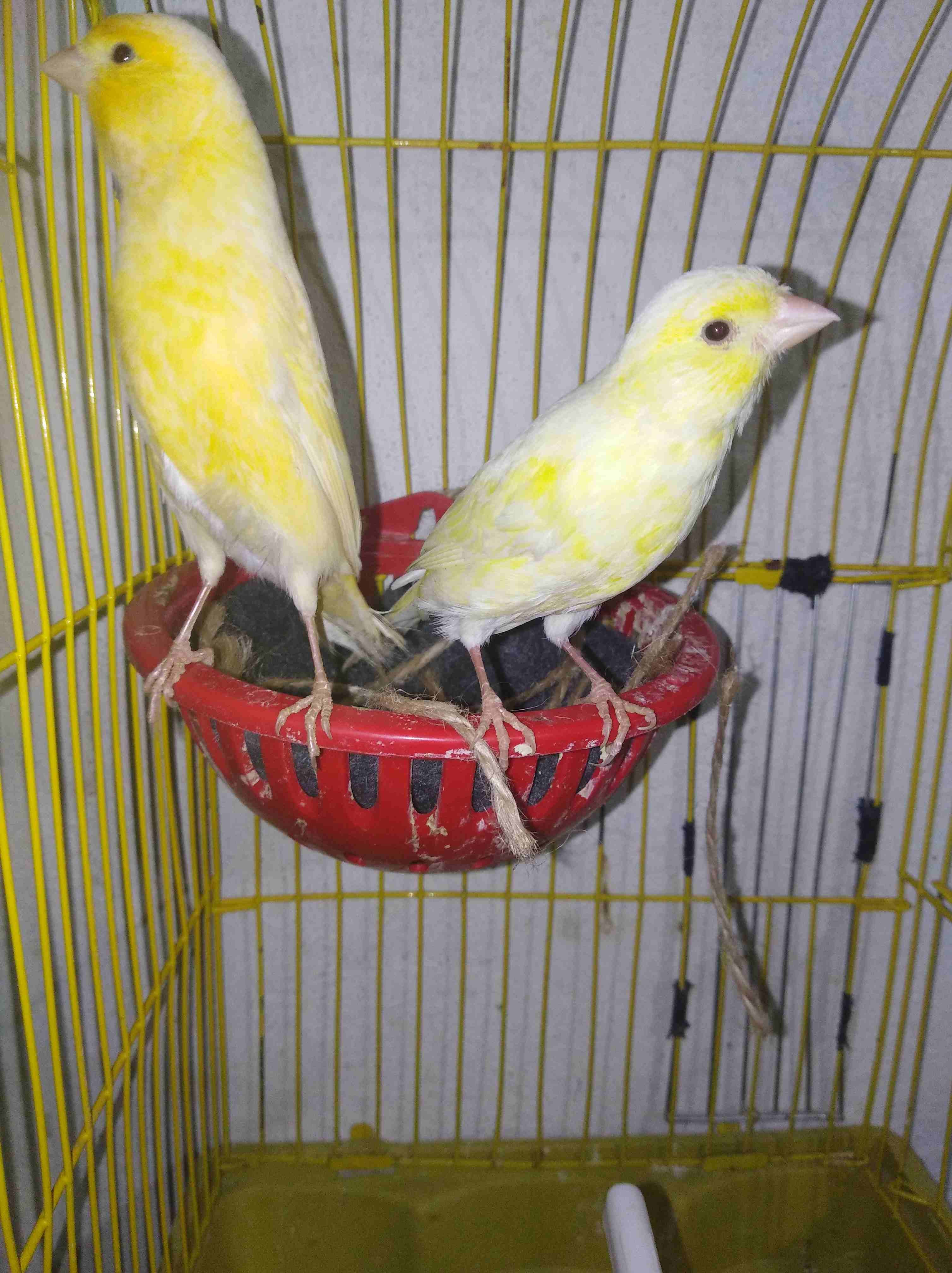 جوز كنارات ليموني صاااااافي حبات طويله جوزشغلات الفحل مغنااا ناااااار وفي فيديو
لا تنسَ أنك شاهدت هذا الإعلان في عنكبوت...