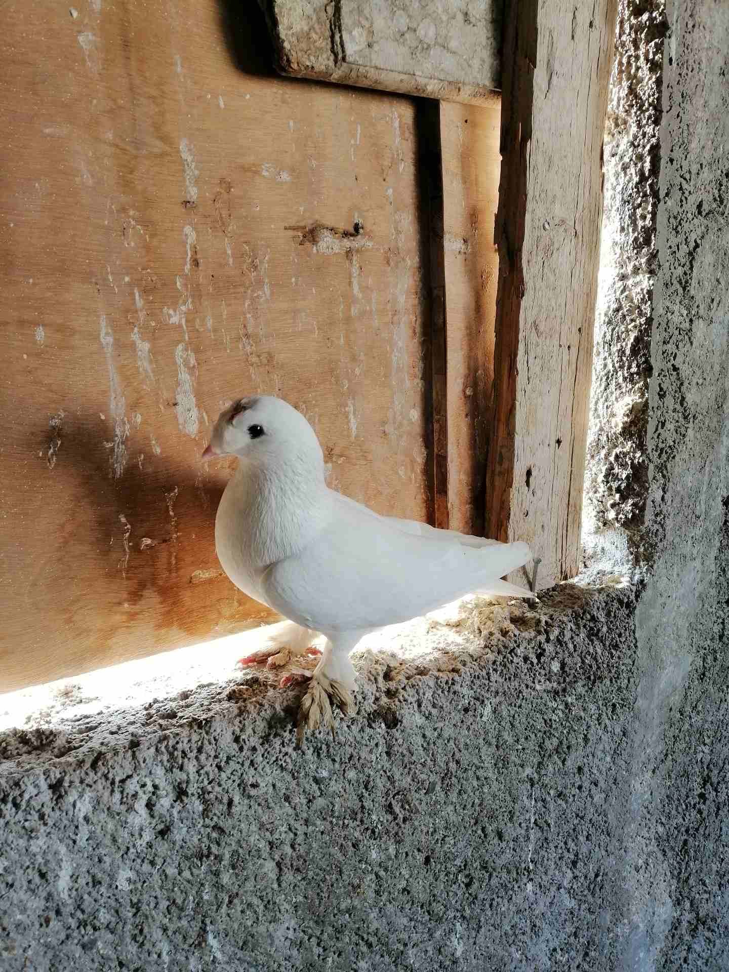 فحل مخلف ومخلص طير حمام نخب النخب موجود في الزرقاء
لا تنسَ أنك شاهدت هذا الإعلان في عنكبوت
مكاوي...