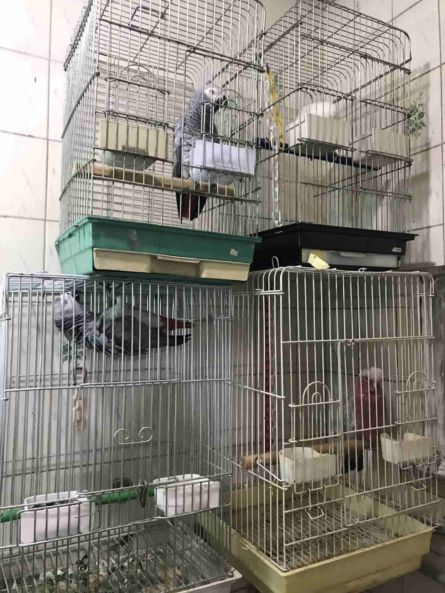 ببغات للبيع
لا تنسَ أنك شاهدت هذا الإعلان في عنكبوت
كاسكو 390 دينار
كاسكو 350 دينار
كوكاتو قالا...