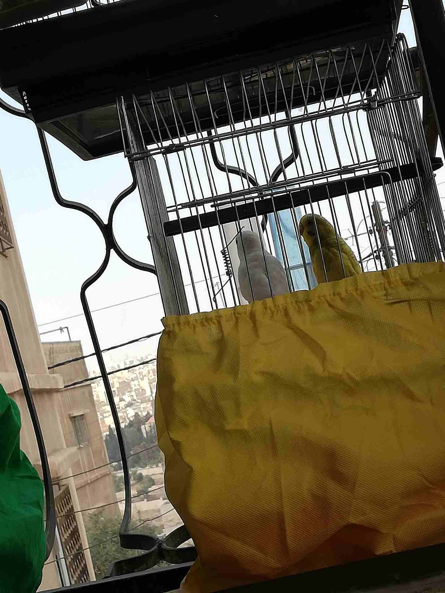 للبيع 75 كلهم مع بعض القطع السعر غير
لا تنسَ أنك شاهدت هذا الإعلان في عنكبوت
للاستفسار على رقم 07...