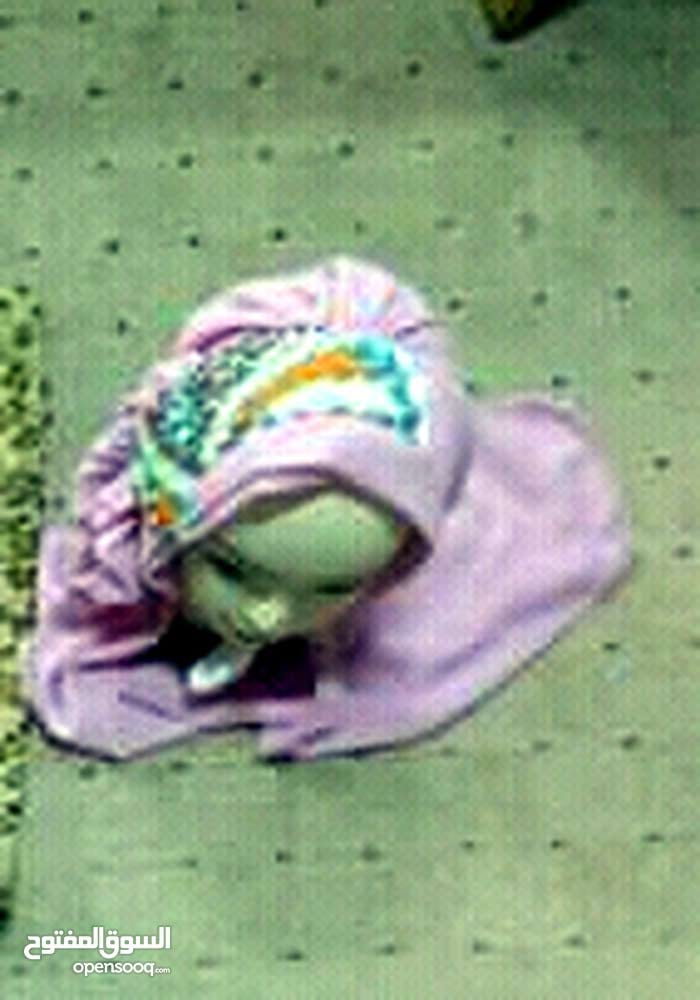 حجاب مرصع بالاحجار للسهرات تركي
لا تنسَ أنك شاهدت هذا الإعلان في عنكبوت
حجاب للسهرات والمناسب...