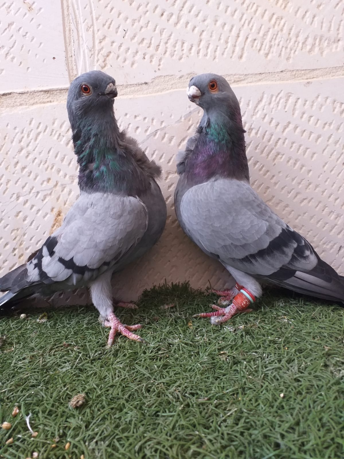 اربع جواز شغالات مكفولات وفحل سيكي فالت لبني
(( 0796842929 )) موجودات بشفا بدرا
لا تنسَ أنك شاهدت هذا الإعلان في عنكبوت...
