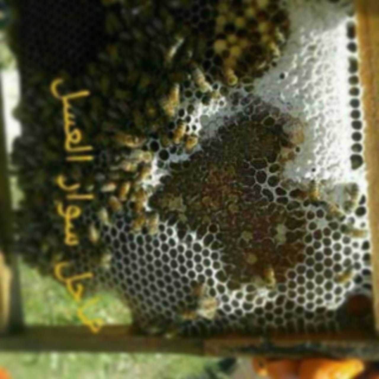 العسل البلدي
لا تنسَ أنك شاهدت هذا الإعلان في عنكبوت
جميع منتجات النحل من مناحل سوار العسل لم...