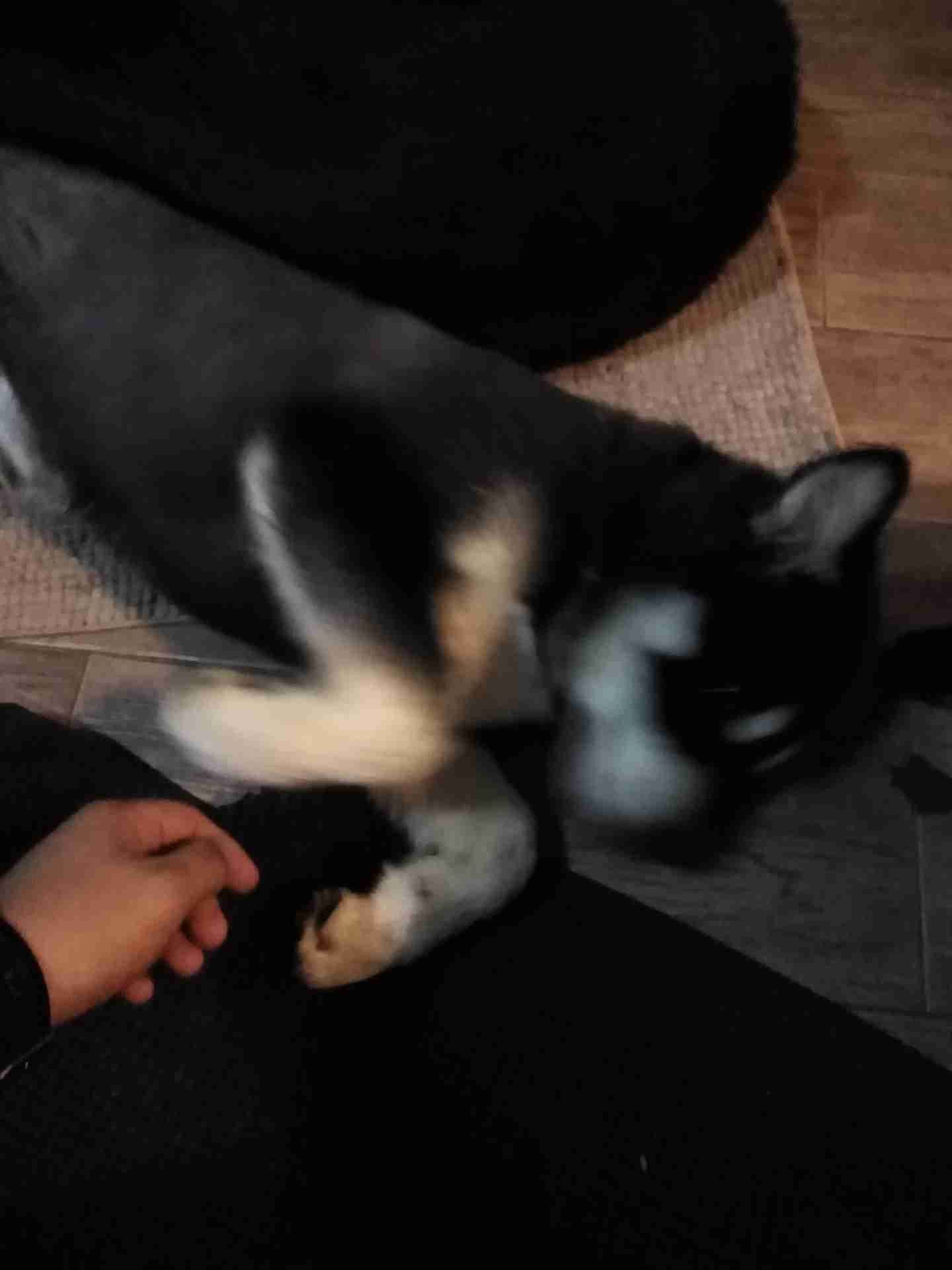Siberian Husky // هاسكي
لا تنسَ أنك شاهدت هذا الإعلان في عنكبوت
للجادين فقط
العمر: 4.5 شهر...