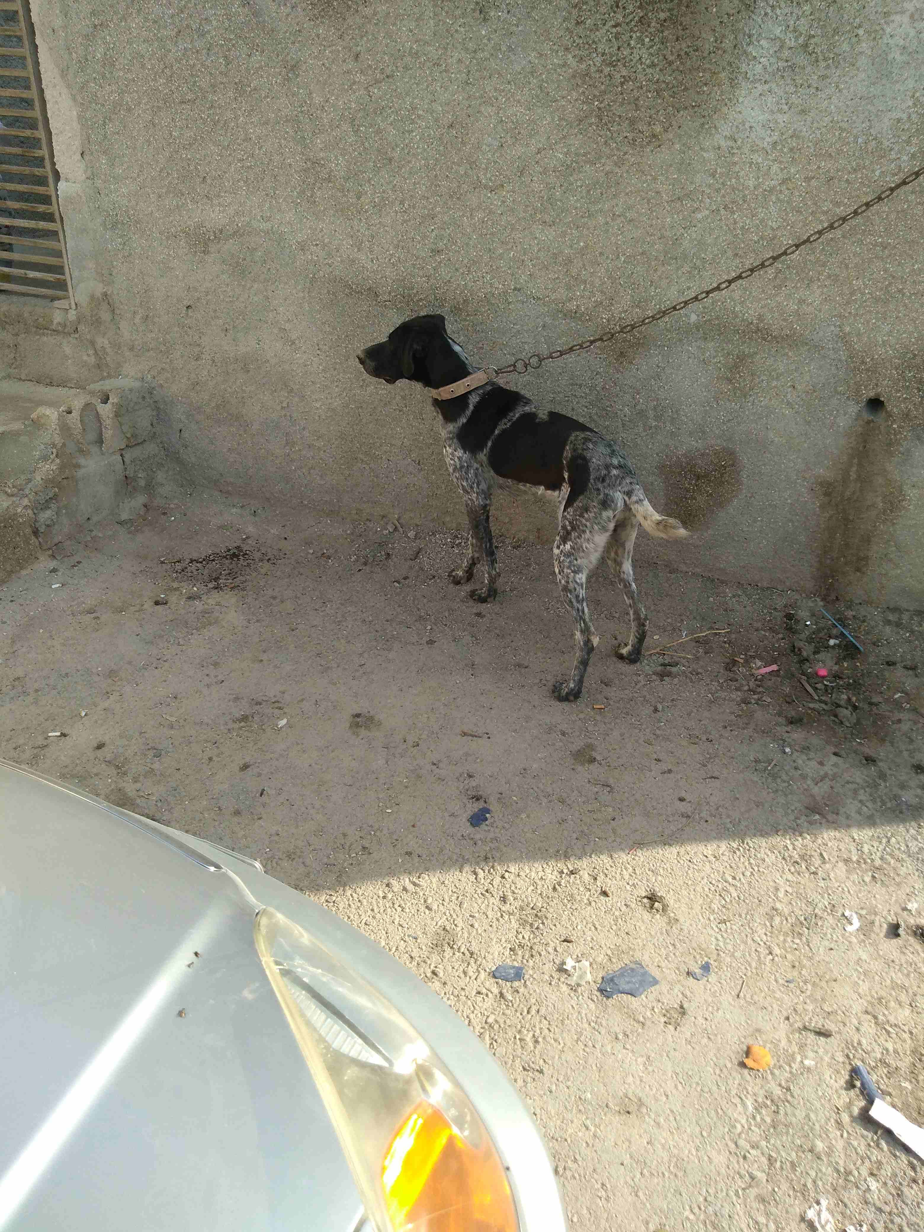ذكر بندوق بونتر
لا تنسَ أنك شاهدت هذا الإعلان في عنكبوت
ذكر بندوق بونتر العمر سنه وشهرين غشيم ماخ...