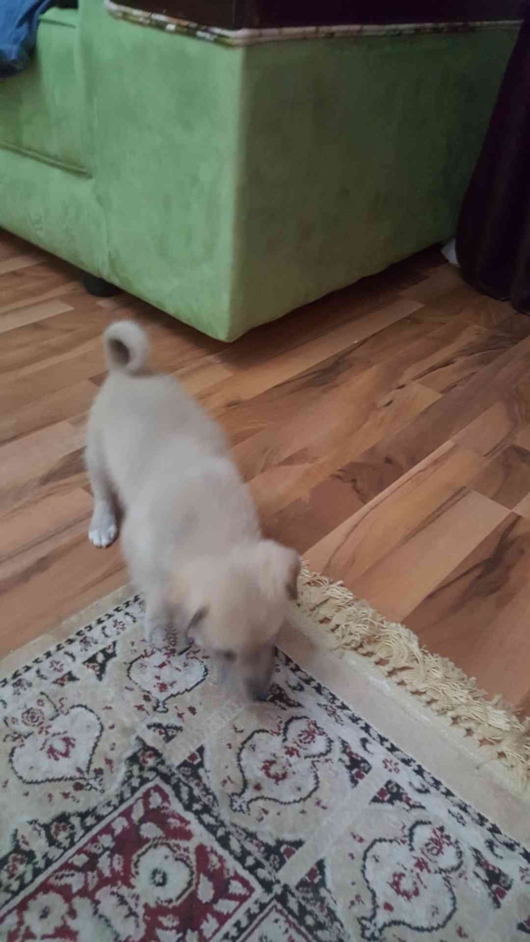 شو نوع الجرو
لا تنسَ أنك شاهدت هذا الإعلان في عنكبوت
شو نوع الجرو...
