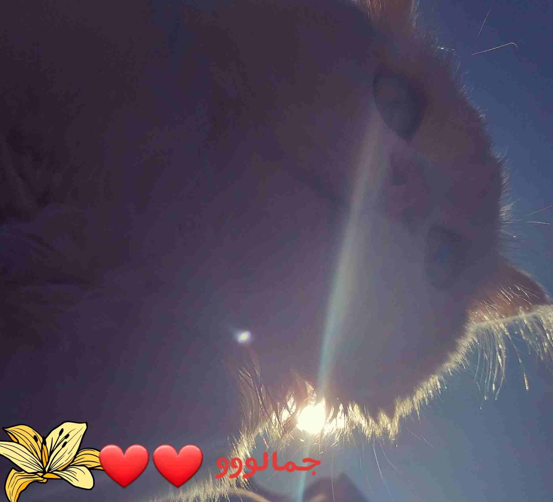 قطه شرازيه
لا تنسَ أنك شاهدت هذا الإعلان في عنكبوت
قطه شرازي متعوده ع الكل البيت بتكل اي اشي انته...