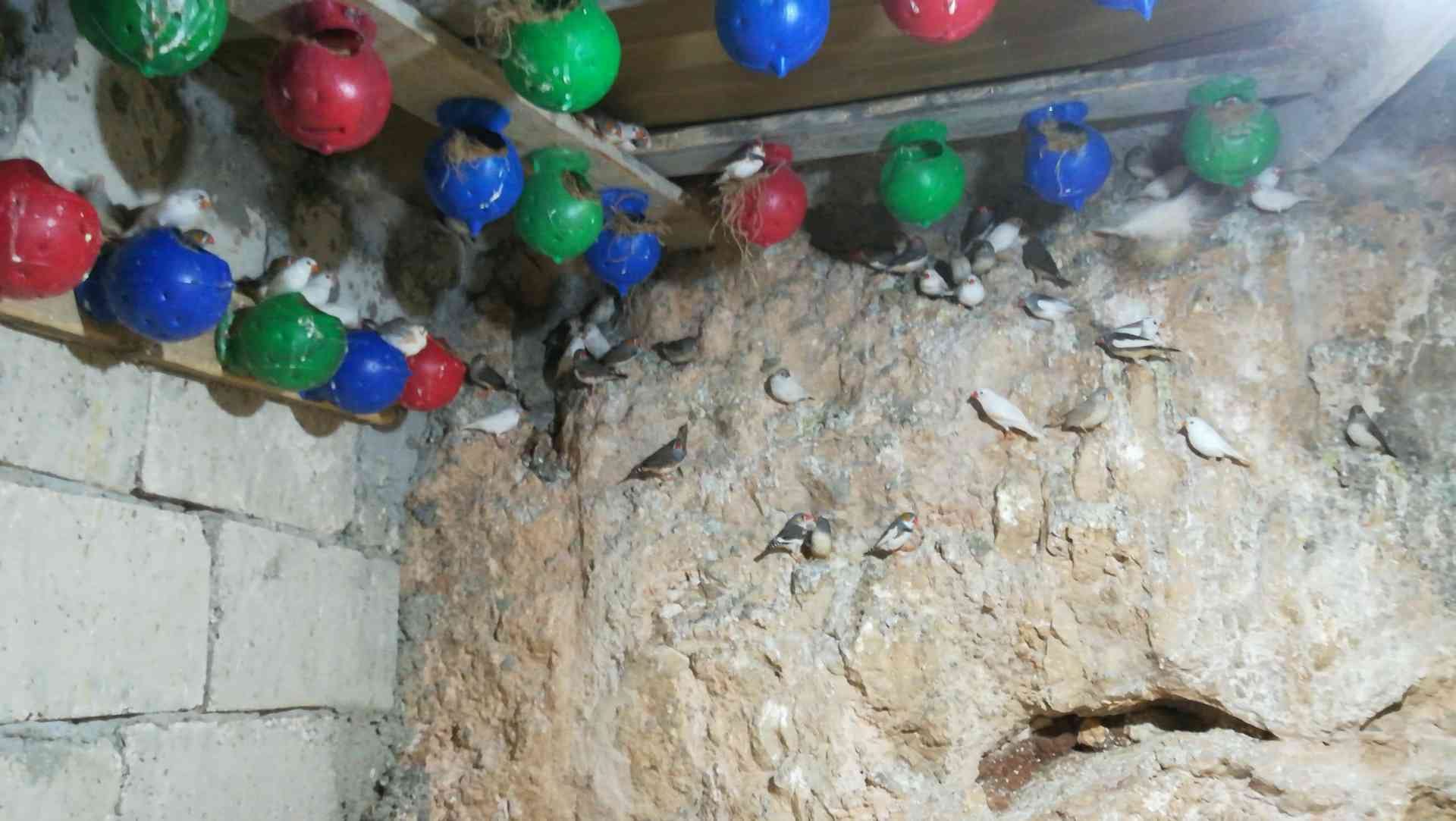 طيور الجنة
لا تنسَ أنك شاهدت هذا الإعلان في عنكبوت
طيور جنه 100 جوز شغالات مطاير...