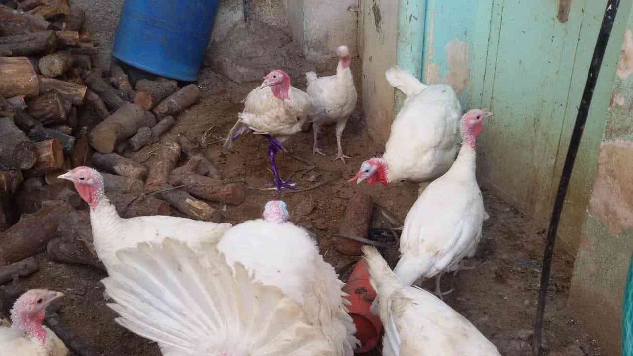 حبش للبيع
لا تنسَ أنك شاهدت هذا الإعلان في عنكبوت
حبش للبيع ذكور تكبيس واناثي بياضه صحه تمام...