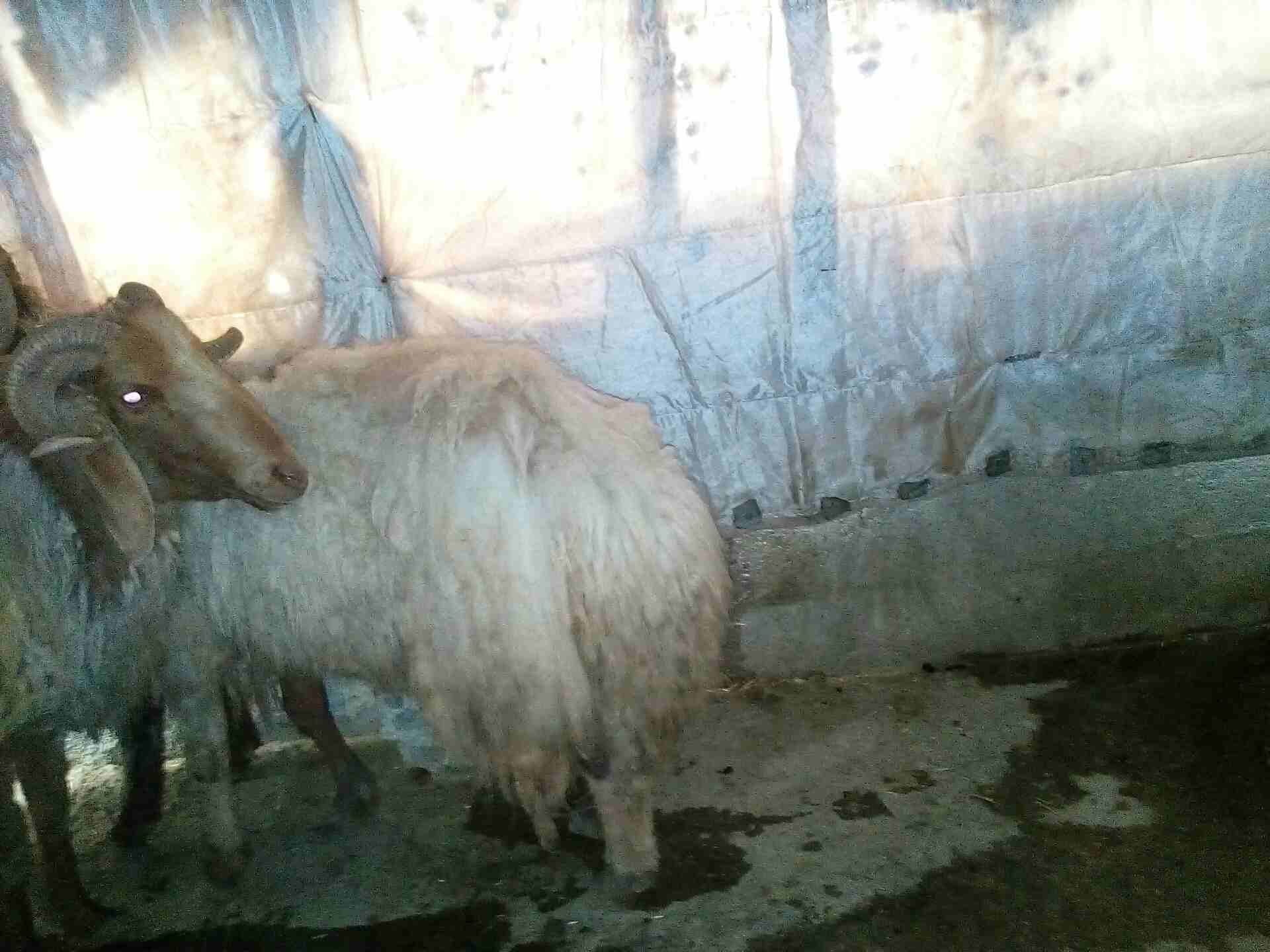 كباش بيعر البلاش وباسعار مغرية جدا
لا تنسَ أنك شاهدت هذا الإعلان في عنكبوت
كباش عدد خمسة سن انضيف...