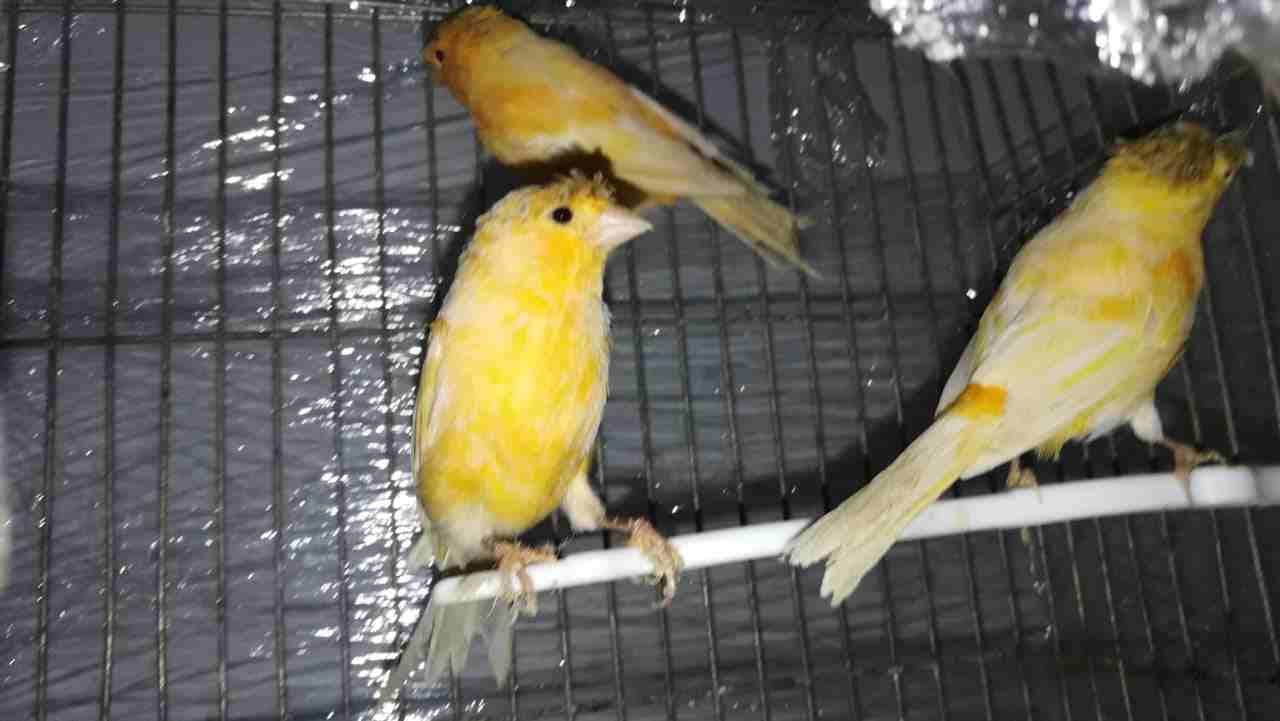 3 ذكور كنار
لا تنسَ أنك شاهدت هذا الإعلان في عنكبوت
السلام عليكم ورحمه الله وبركاته
اسعد الله اوق...