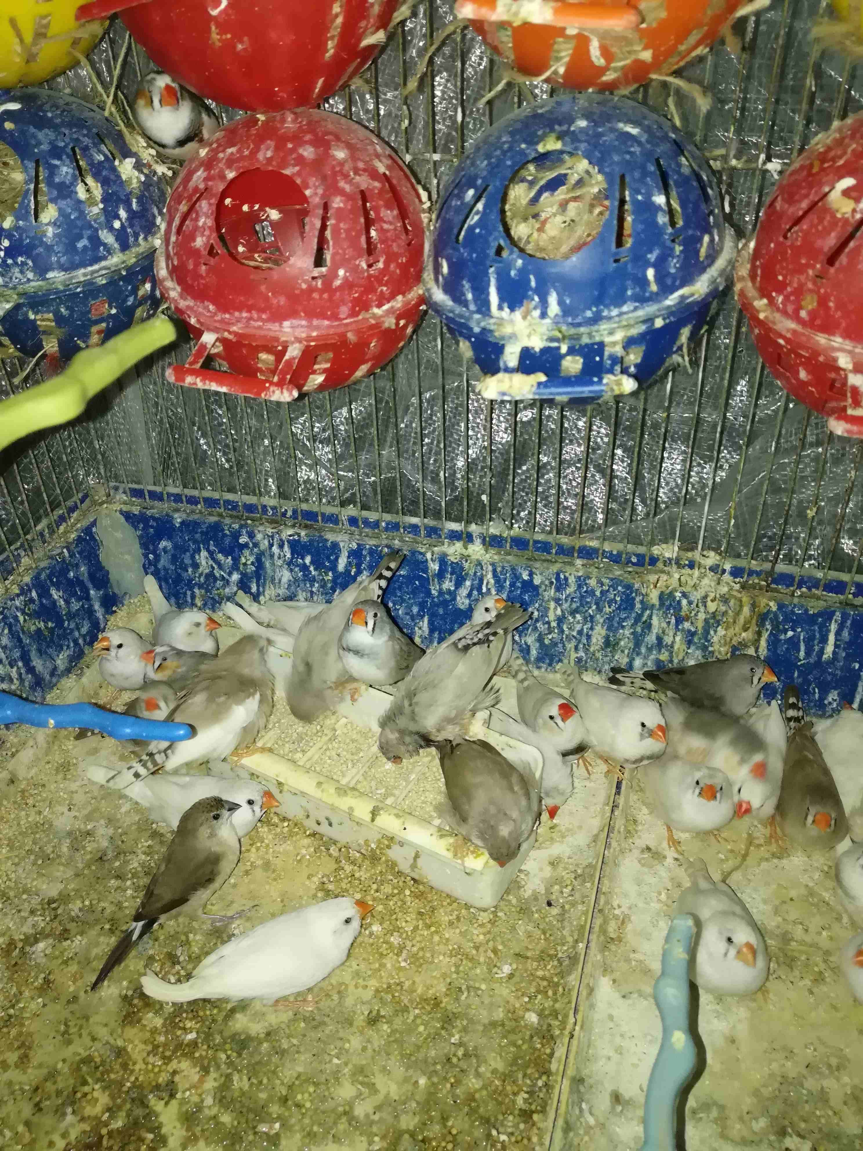 مطير فنجز للبيع 22 جوز مع المطير السعر قابل للتفاوض
لا تنسَ أنك شاهدت هذا الإعلان في عنكبوت
مطي...