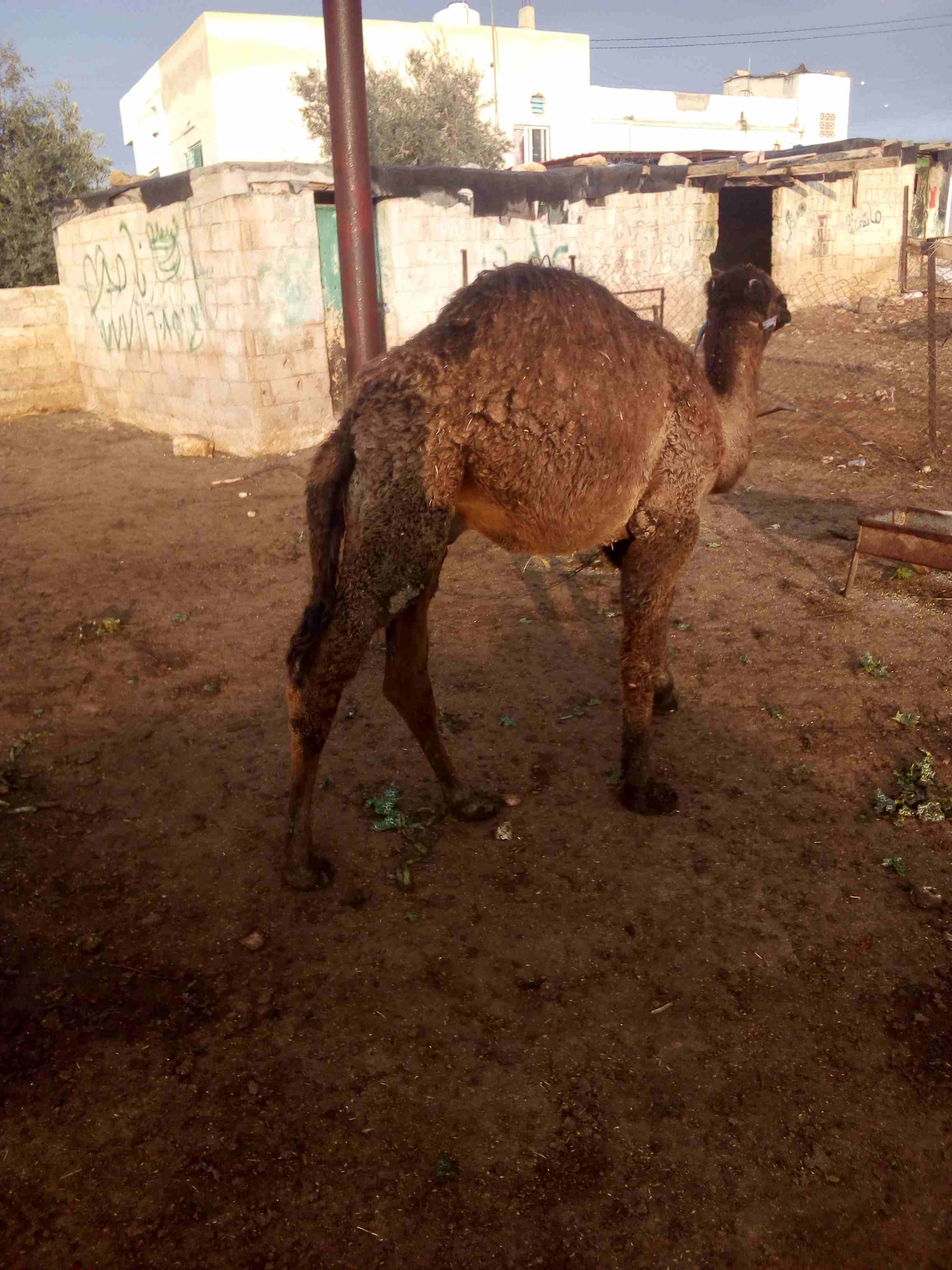 قعود للبيع بسعر مغري
لا تنسَ أنك شاهدت هذا الإعلان في عنكبوت
اللون اسود...
