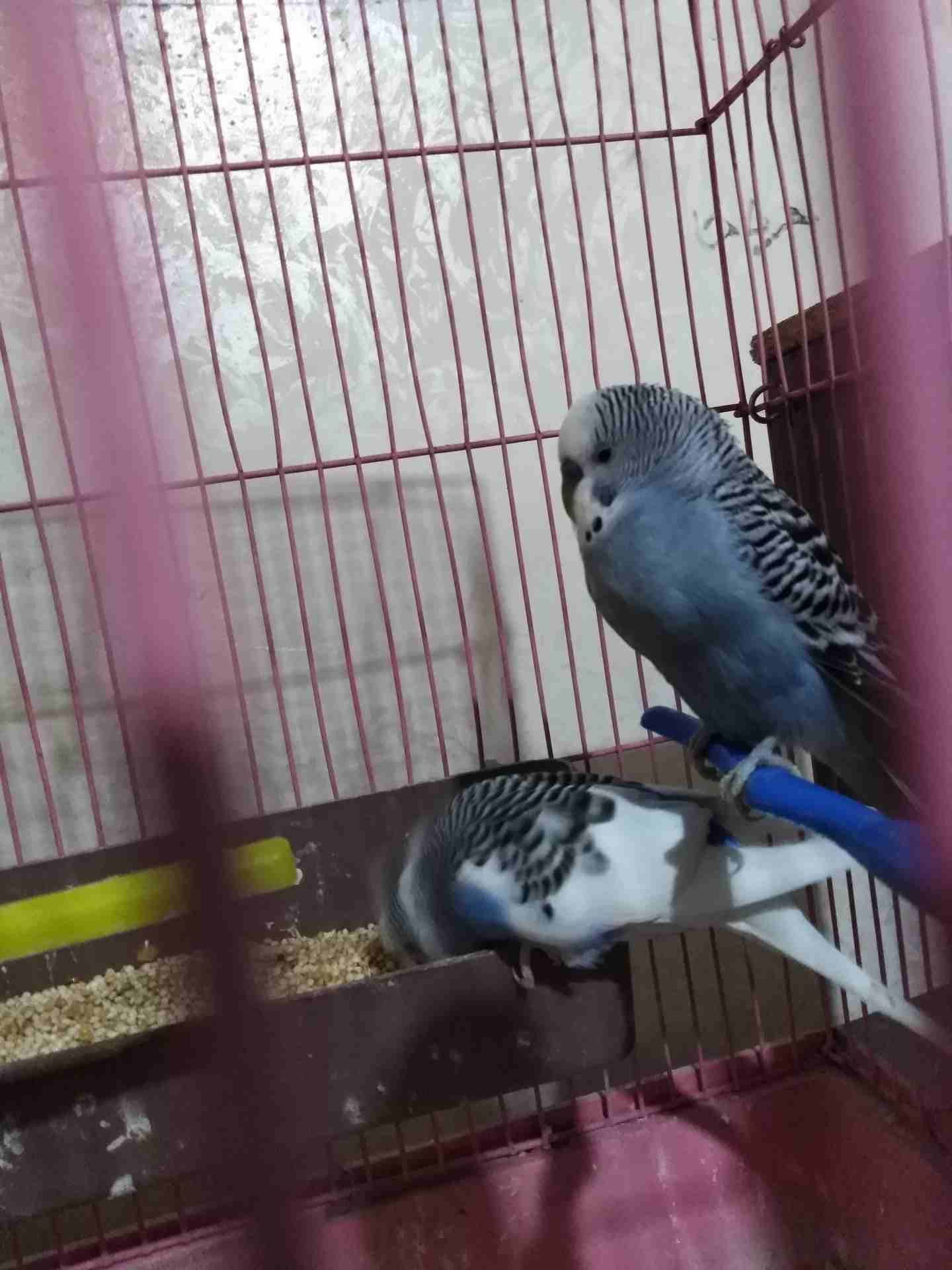 عصافير حب زرق للبيع
لا تنسَ أنك شاهدت هذا الإعلان في عنكبوت
عصافير شغلات ماشاء الله...