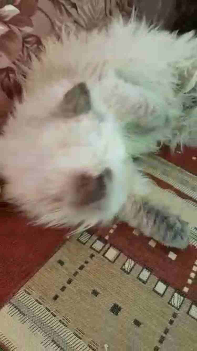 قطة نصف شانشيلا ونصف هملايا
لا تنسَ أنك شاهدت هذا الإعلان في عنكبوت
عمر شهرين ونصف تم اعطائها جمي...