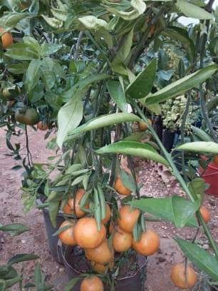 زراعة وبيع الاشجار المثمرة والزينة 0779674272
لا تنسَ أنك شاهدت هذا الإعلان في عنكبوت
زراعة و...