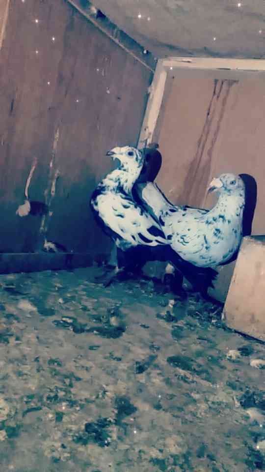 مستنده
لا تنسَ أنك شاهدت هذا الإعلان في عنكبوت
اجواز حمام كشامره و وبلدي على بنيه و ادب بنيه...
