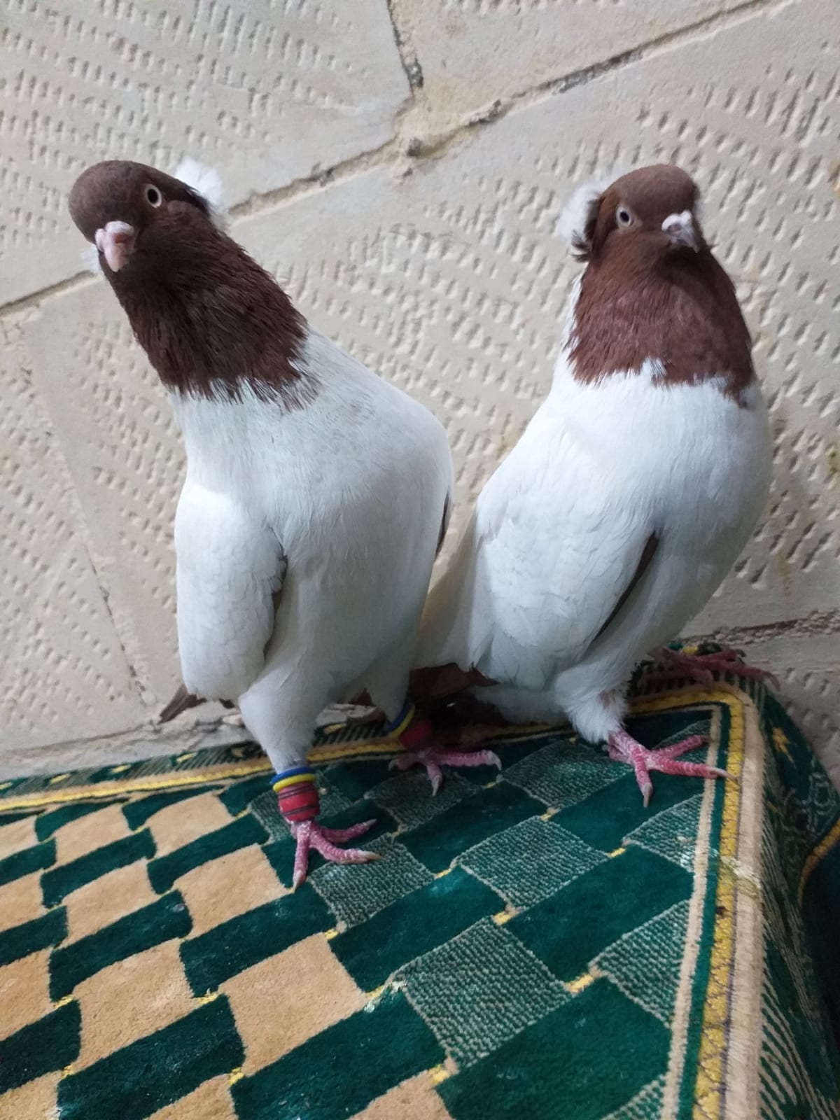 حمامات نخب النخب للبيع ان شاء الله تعالى
لا تنسَ أنك شاهدت هذا الإعلان في عنكبوت
للبيع جواز ن...