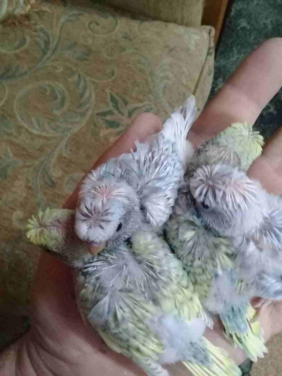 جوز هوجورومو تحتيه اربع فراخ دبل كرست طفرة
لا تنسَ أنك شاهدت هذا الإعلان في عنكبوت
جوز هوجورومو ط...