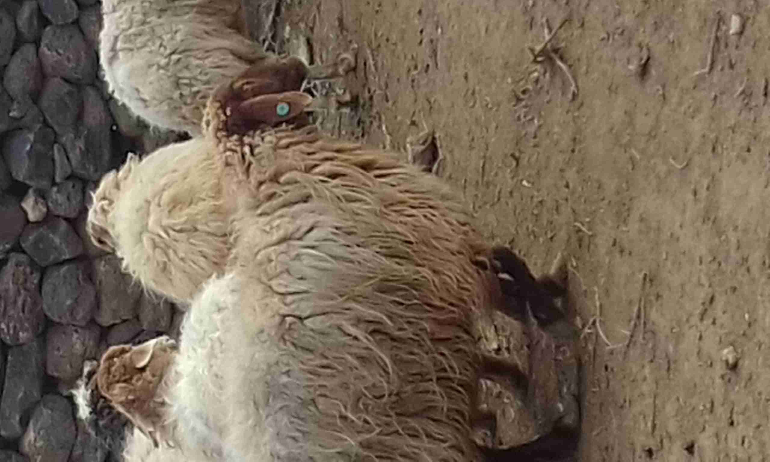 درار خمسة نخب روح اربح
لا تنسَ أنك شاهدت هذا الإعلان في عنكبوت
خمس نعاج سن بيهن ثنية وخماس ما...