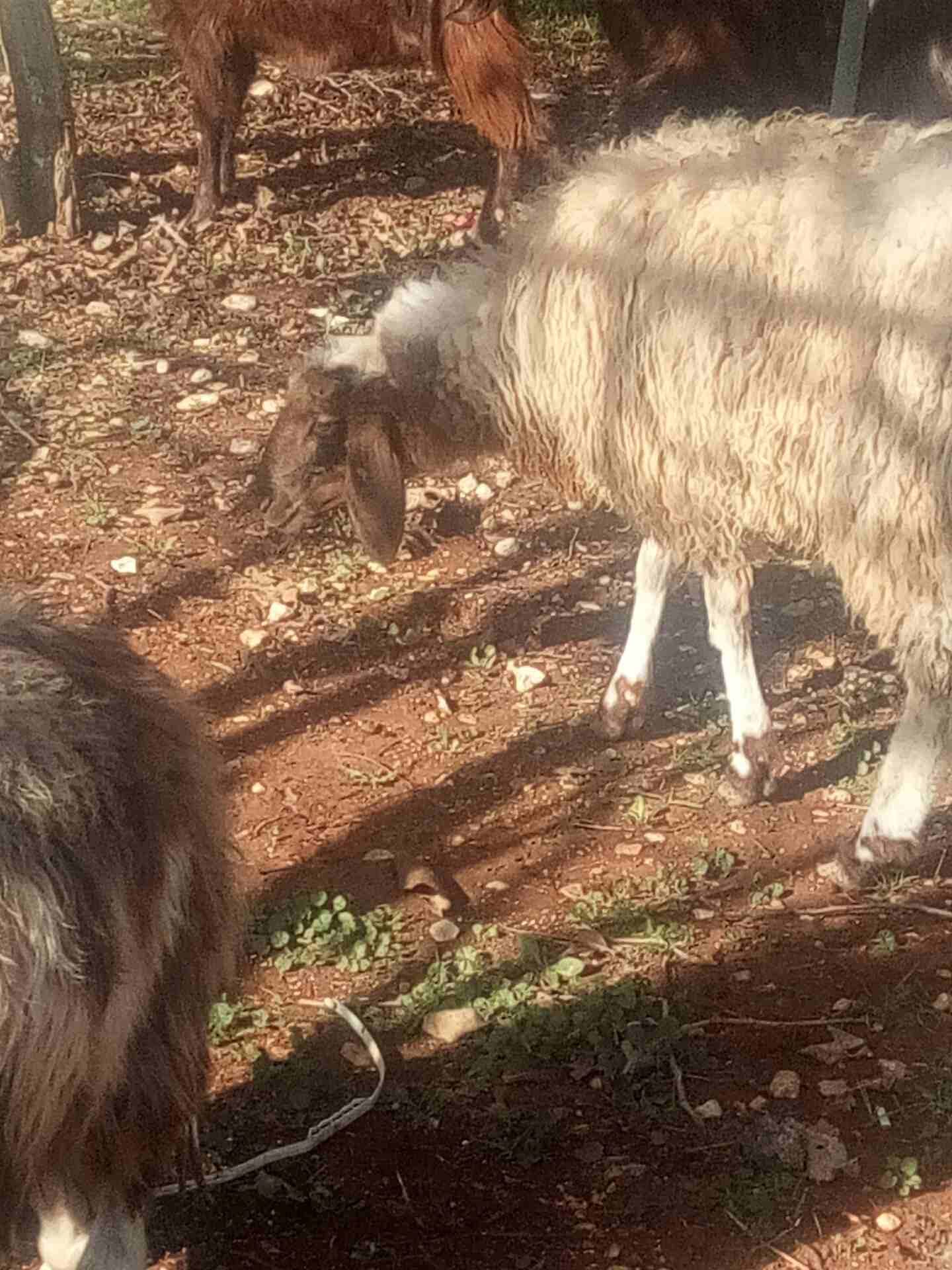 غنم لحم
لا تنسَ أنك شاهدت هذا الإعلان في عنكبوت
نعجة لحم سن النعجة رباعية ... العابور عمرها 11 ش...