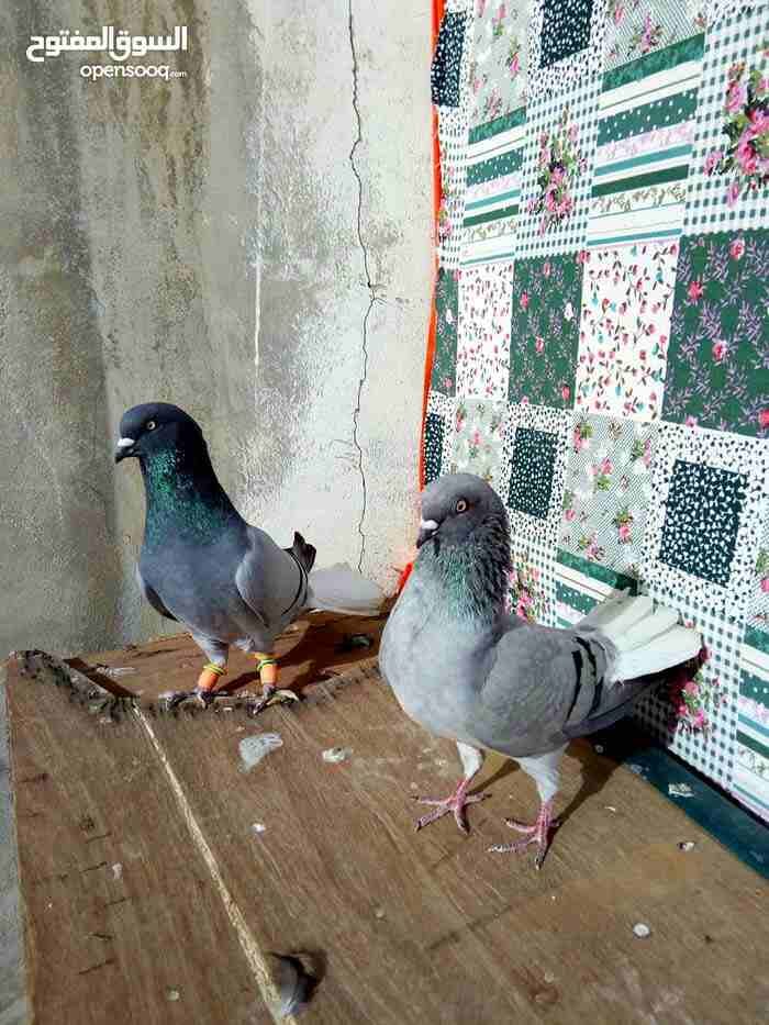 حمام للبيع
لا تنسَ أنك شاهدت هذا الإعلان في عنكبوت
صحه نضافه كل جوز وسعره وكوم بختلف ..... بكره م...