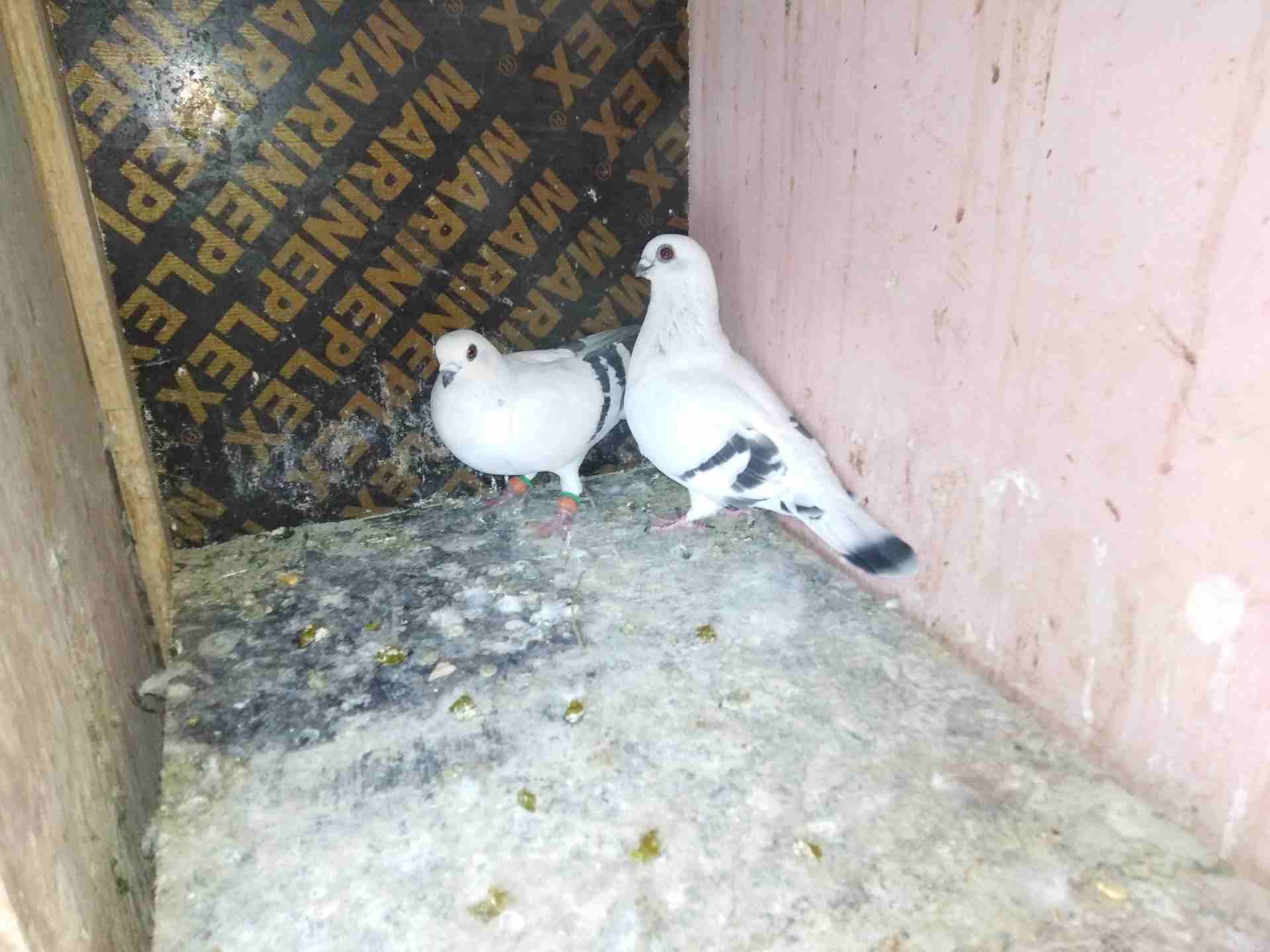 ازرقا حي معصوم
لا تنسَ أنك شاهدت هذا الإعلان في عنكبوت
كلو شغال علا ألمانيا البيع كوم...