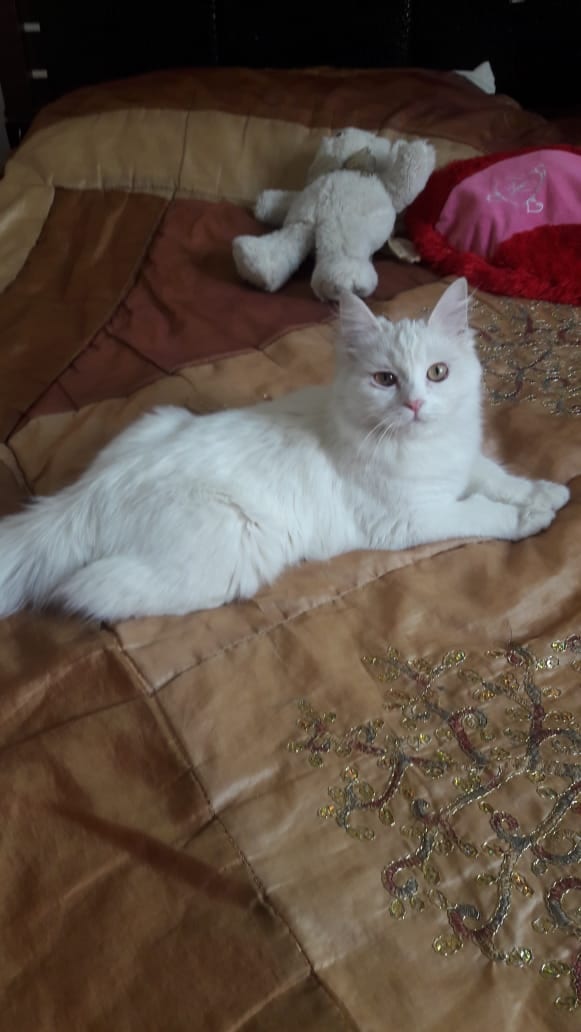 قطه شيرازيه حنونه ولعوبه وصحه وجمال
لا تنسَ أنك شاهدت هذا الإعلان في عنكبوت
قطه مدربه ومطعمه...