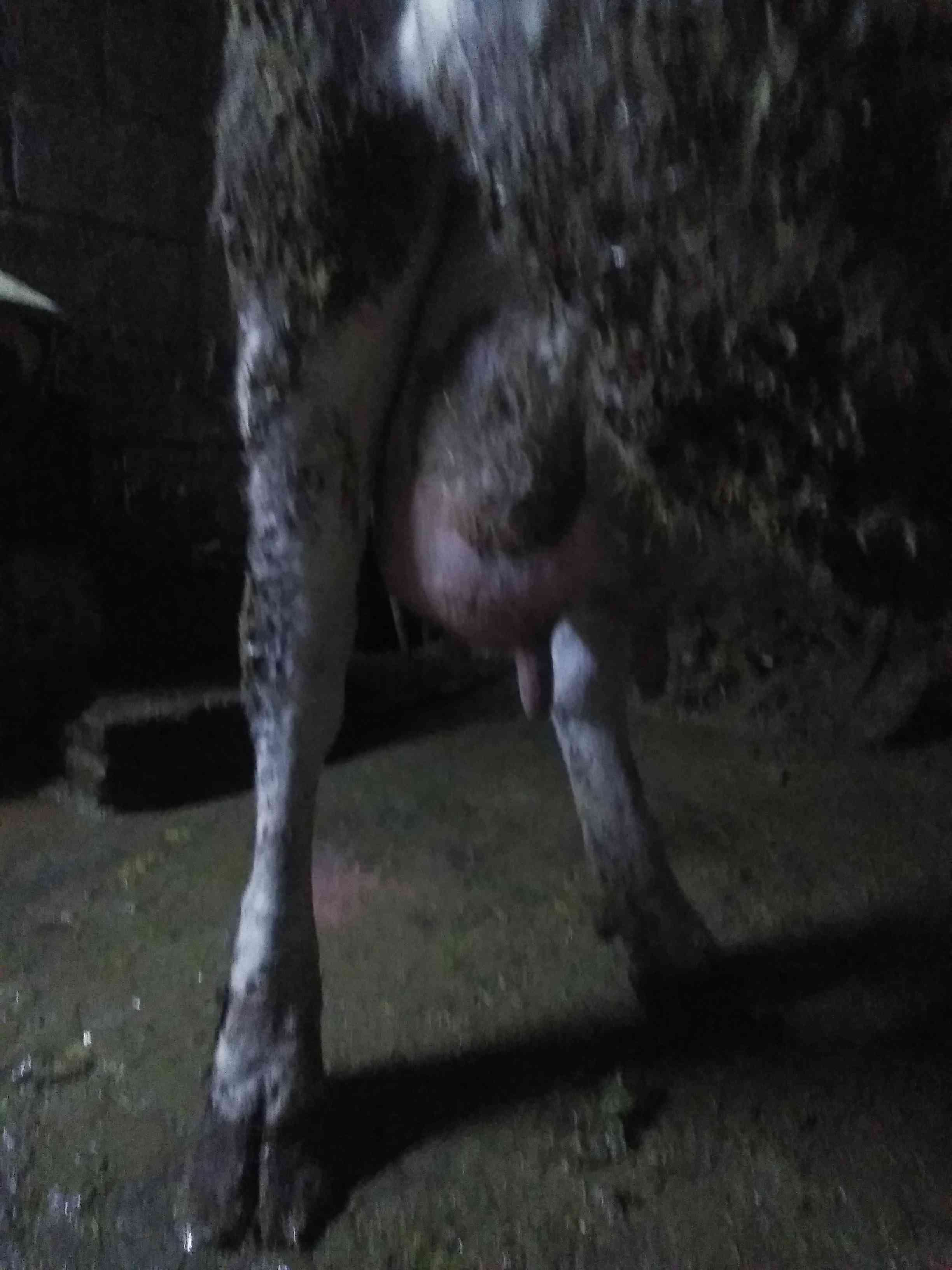 بقره حليب الها والده 15 يوم
لا تنسَ أنك شاهدت هذا الإعلان في عنكبوت
اربد بشرى...