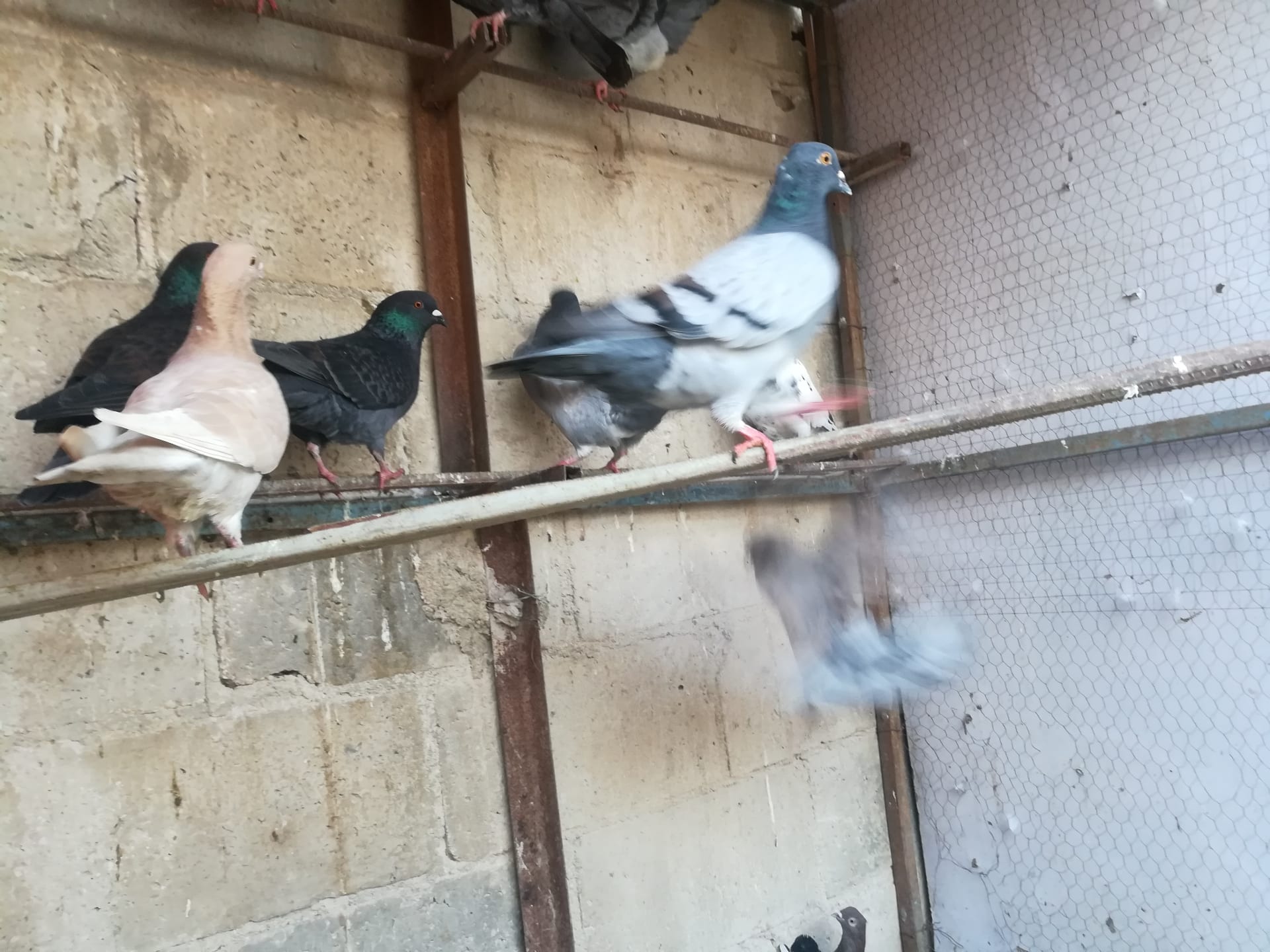 حمام بلدي للبيع او للبدل
لا تنسَ أنك شاهدت هذا الإعلان في عنكبوت
جواز للبيع او للبدل سعر الجو...