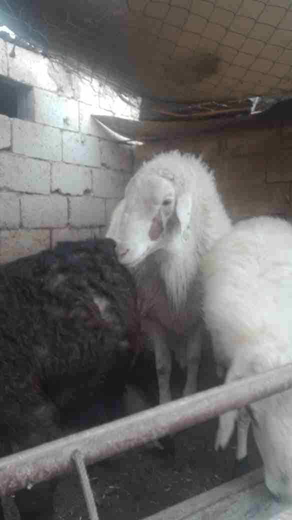 كبش عساف اصلي
لا تنسَ أنك شاهدت هذا الإعلان في عنكبوت
كبش عساف اصلي مكفول حناء..سن..'صحه وحج...