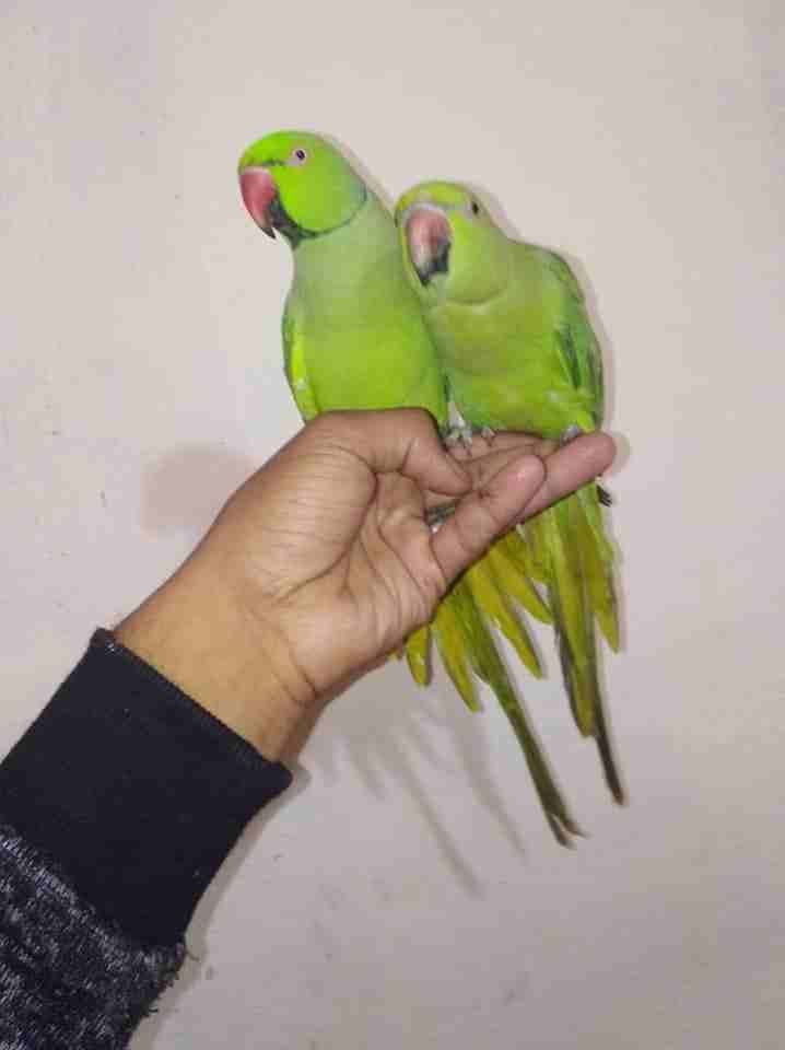جوز ببغاء دره بلدي منقار احمر حبات ضخمه
لا تنسَ أنك شاهدت هذا الإعلان في عنكبوت
بسم الله ماشاءالل...