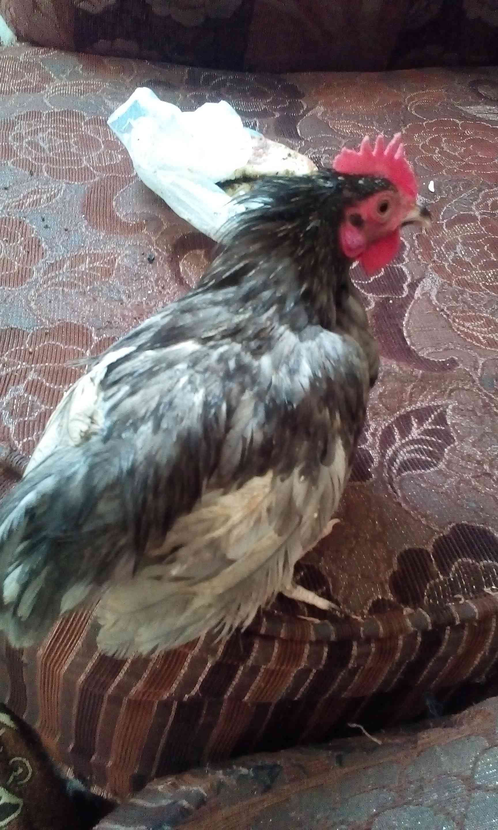ما شاء الله اربع ديوك للبدل على حمام ديك فراخ
لا تنسَ أنك شاهدت هذا الإعلان في عنكبوت
عمر الد...