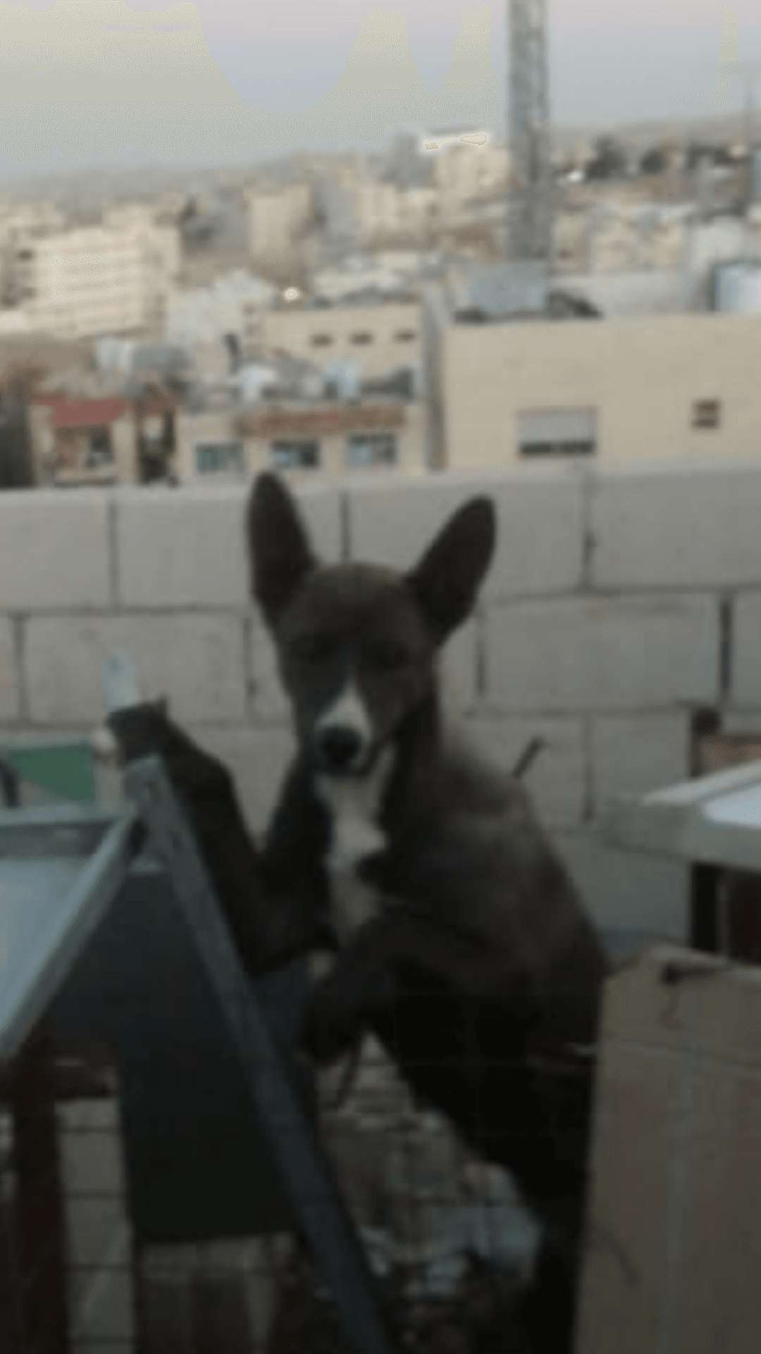 كلبه جرمني العمر 7اشهر للبيع او بدل على عصفير
لا تنسَ أنك شاهدت هذا الإعلان في عنكبوت
كلبه جرمني...