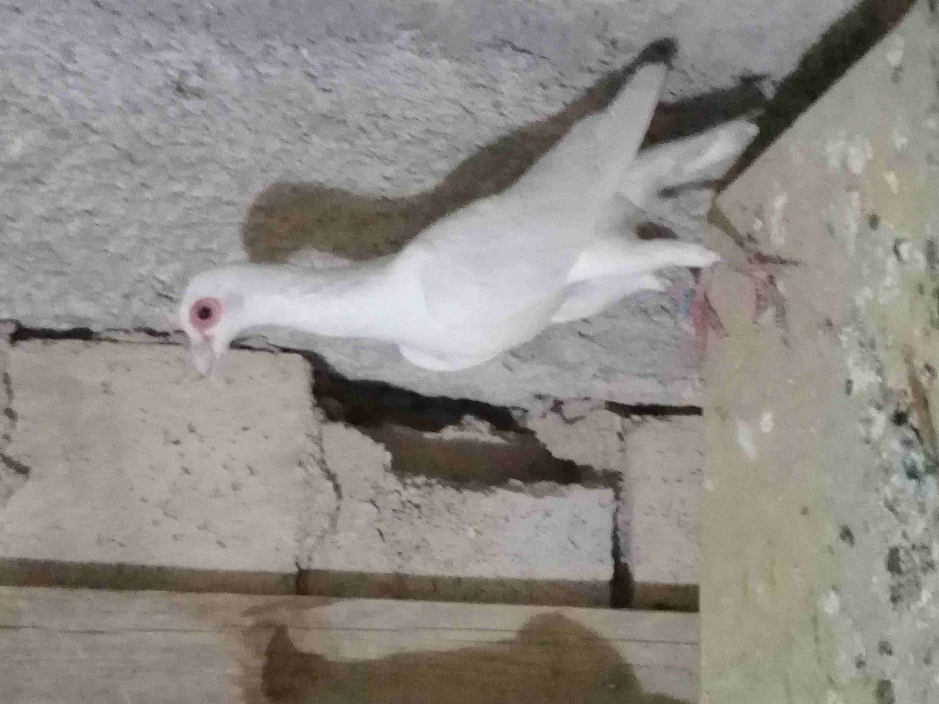 حما بغادنه شغلات
لا تنسَ أنك شاهدت هذا الإعلان في عنكبوت
اجواز شغاله ومخاليف 10 حبات...