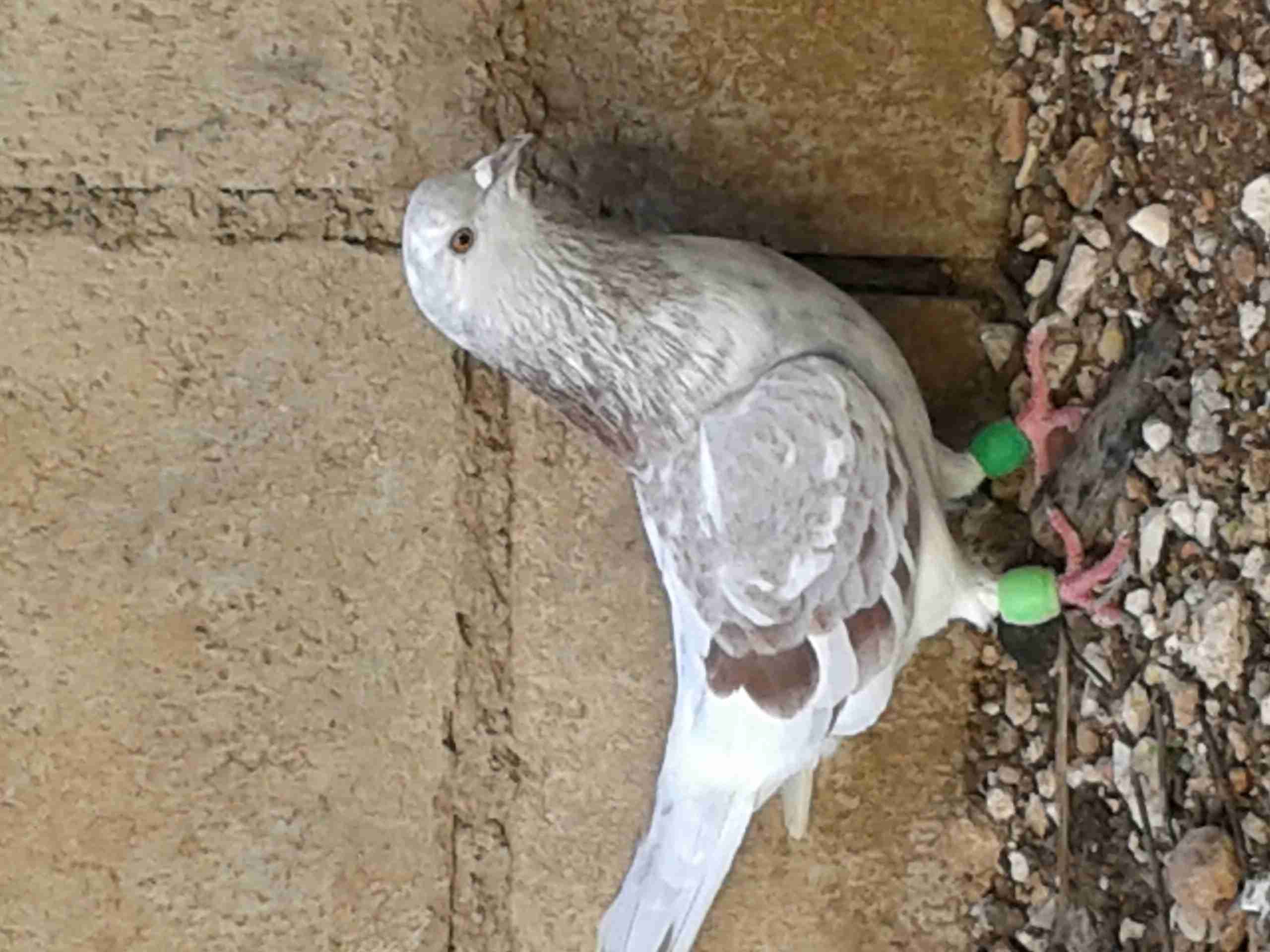جوز حمام للبيع
لا تنسَ أنك شاهدت هذا الإعلان في عنكبوت
جوز حمام شغالات للبيع
اربد...