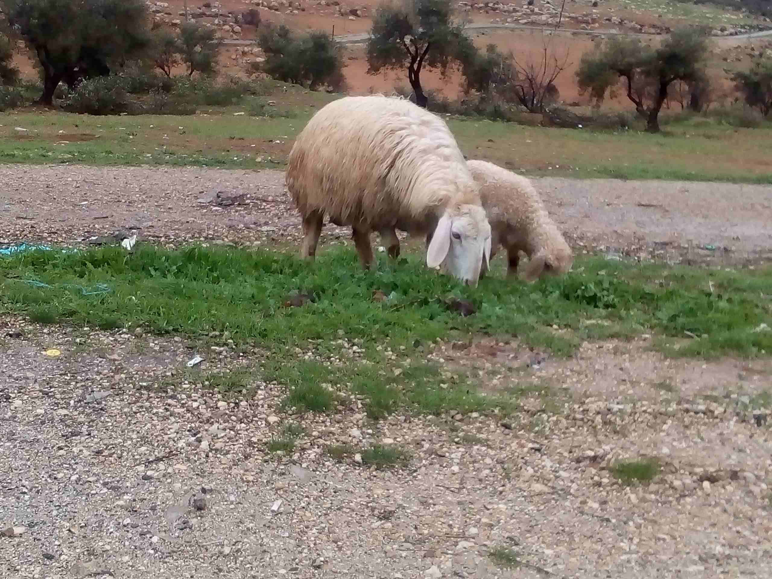 جرش طريق ازرقا
لا تنسَ أنك شاهدت هذا الإعلان في عنكبوت
نعجه'مع بنتها'نخب عمر 4سنوات...